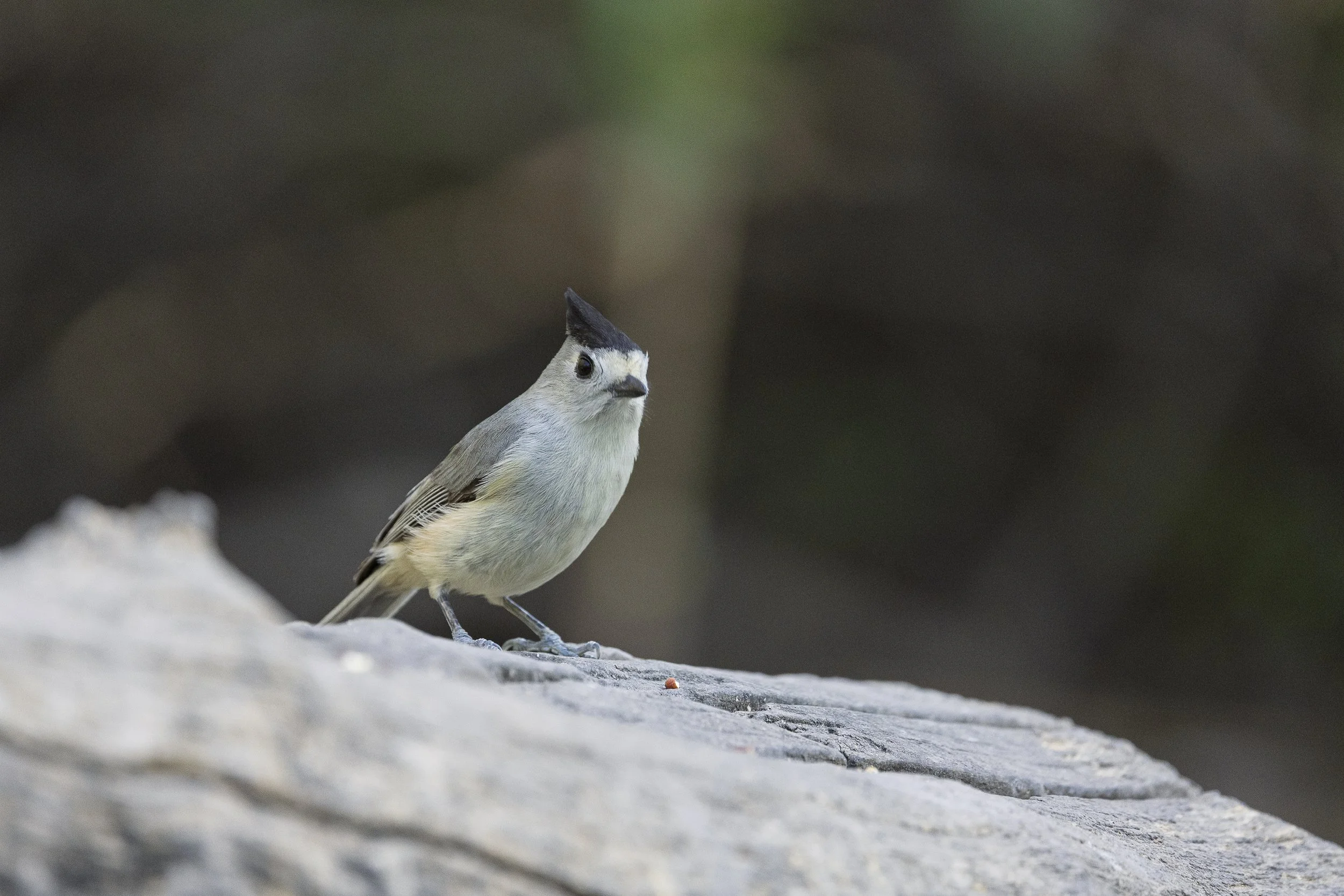 Black-crested Titmouse-5.jpg