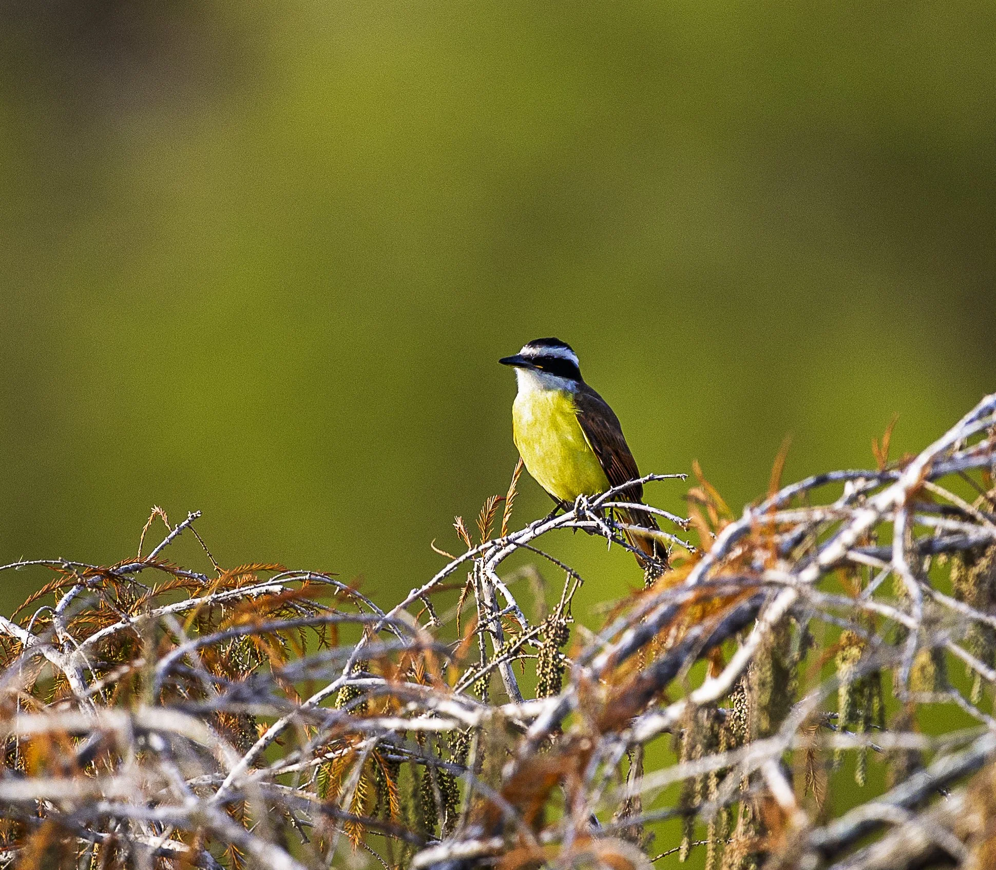 Great Kiskadee-3.jpg