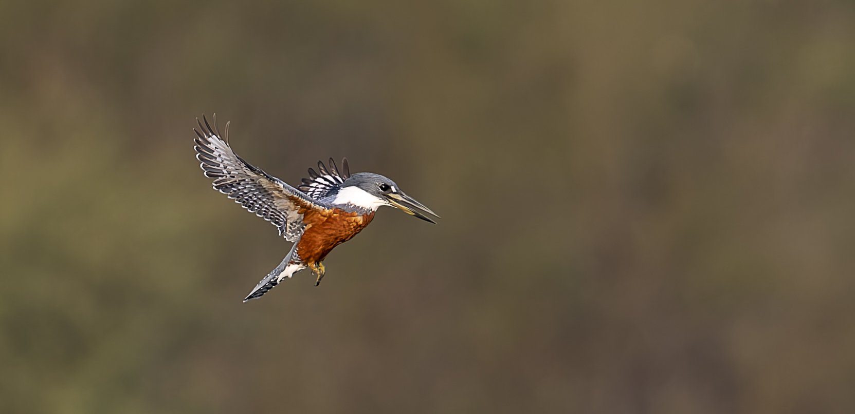 Ringed Kingfisher.jpg