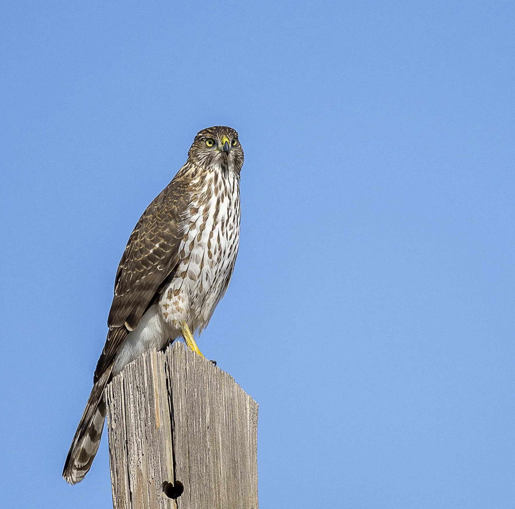 Juvenile Cooper's Hawk-2.jpg