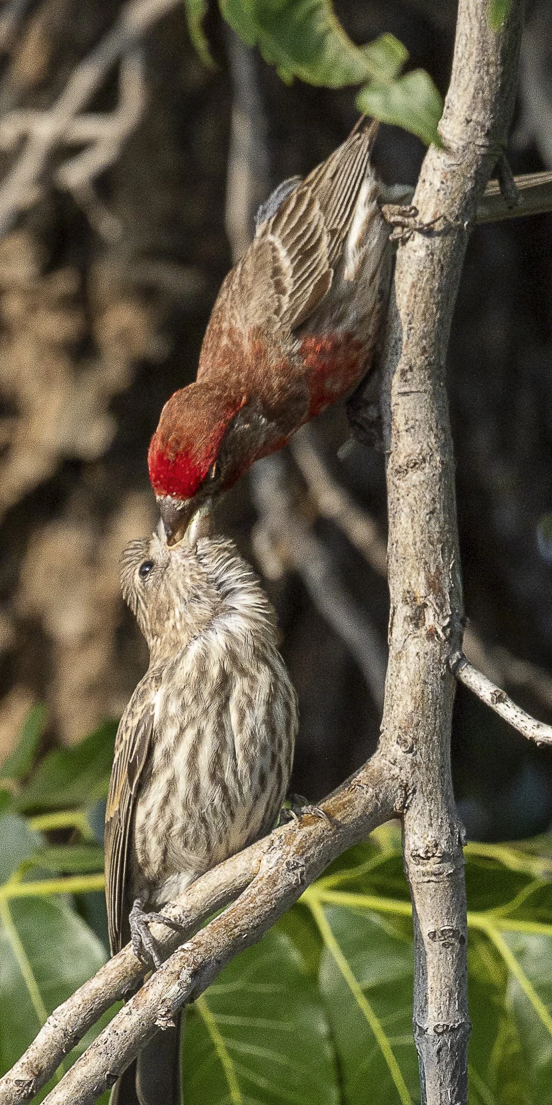 House Finches-2.jpg