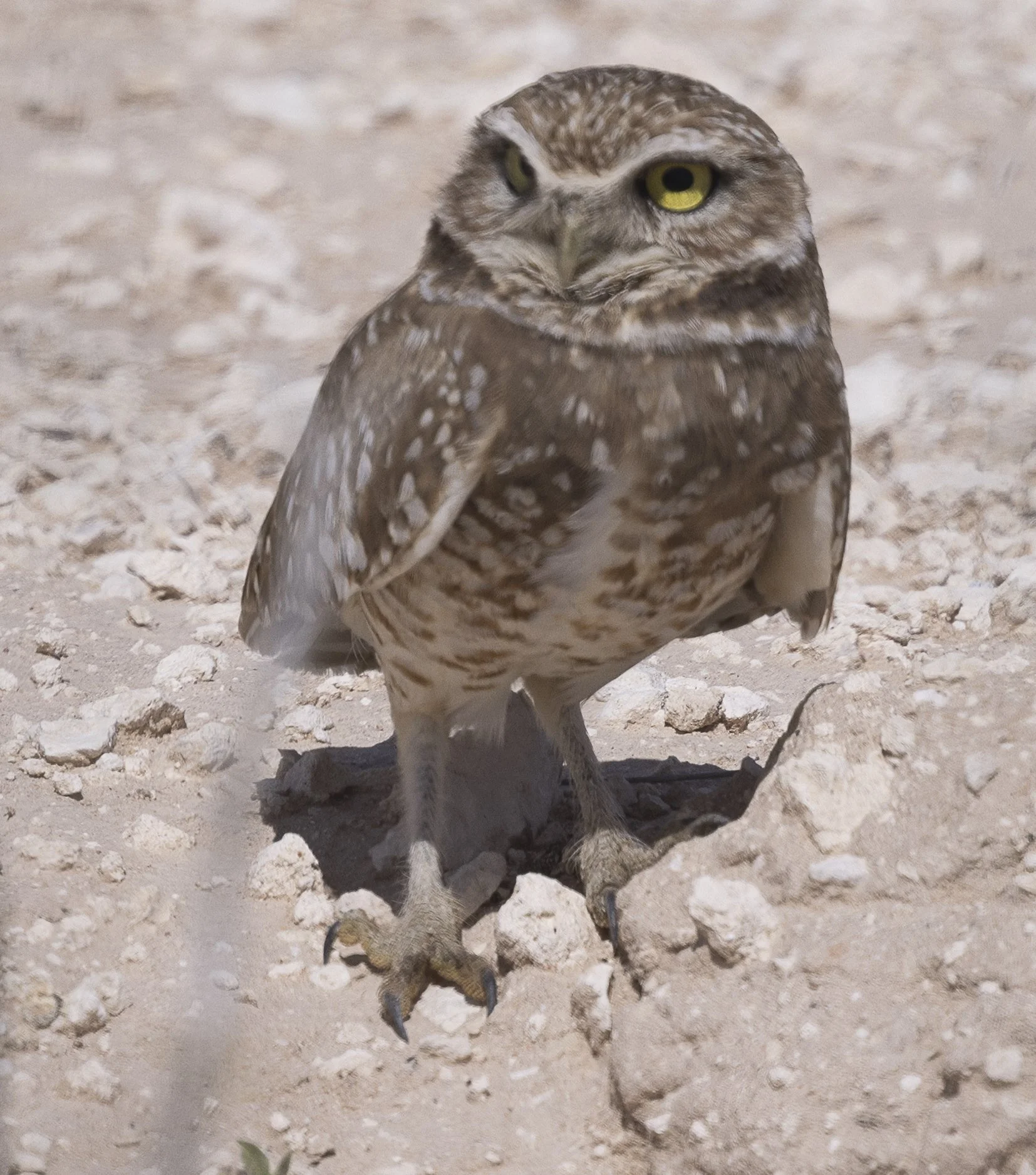 Burrowing Owl-12.jpg