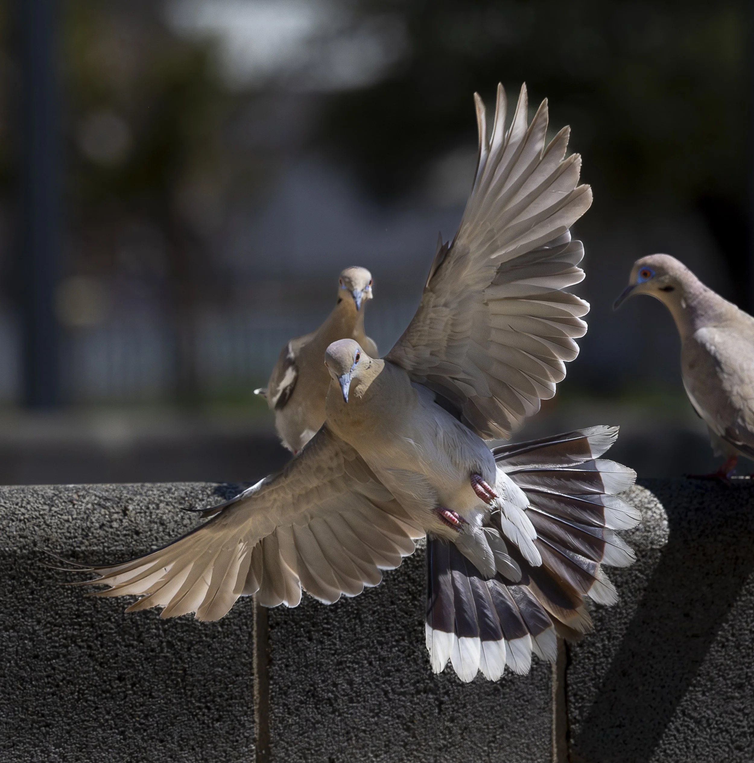 Eurasian Cllared-doves.jpg