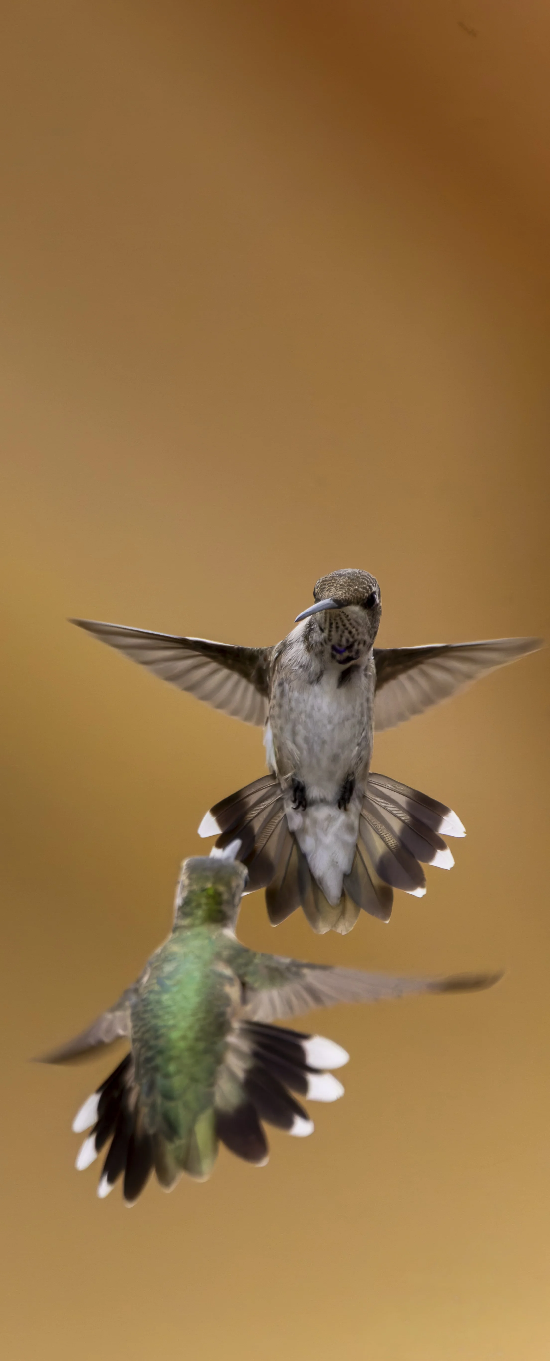 Hummingbirds-1.jpg