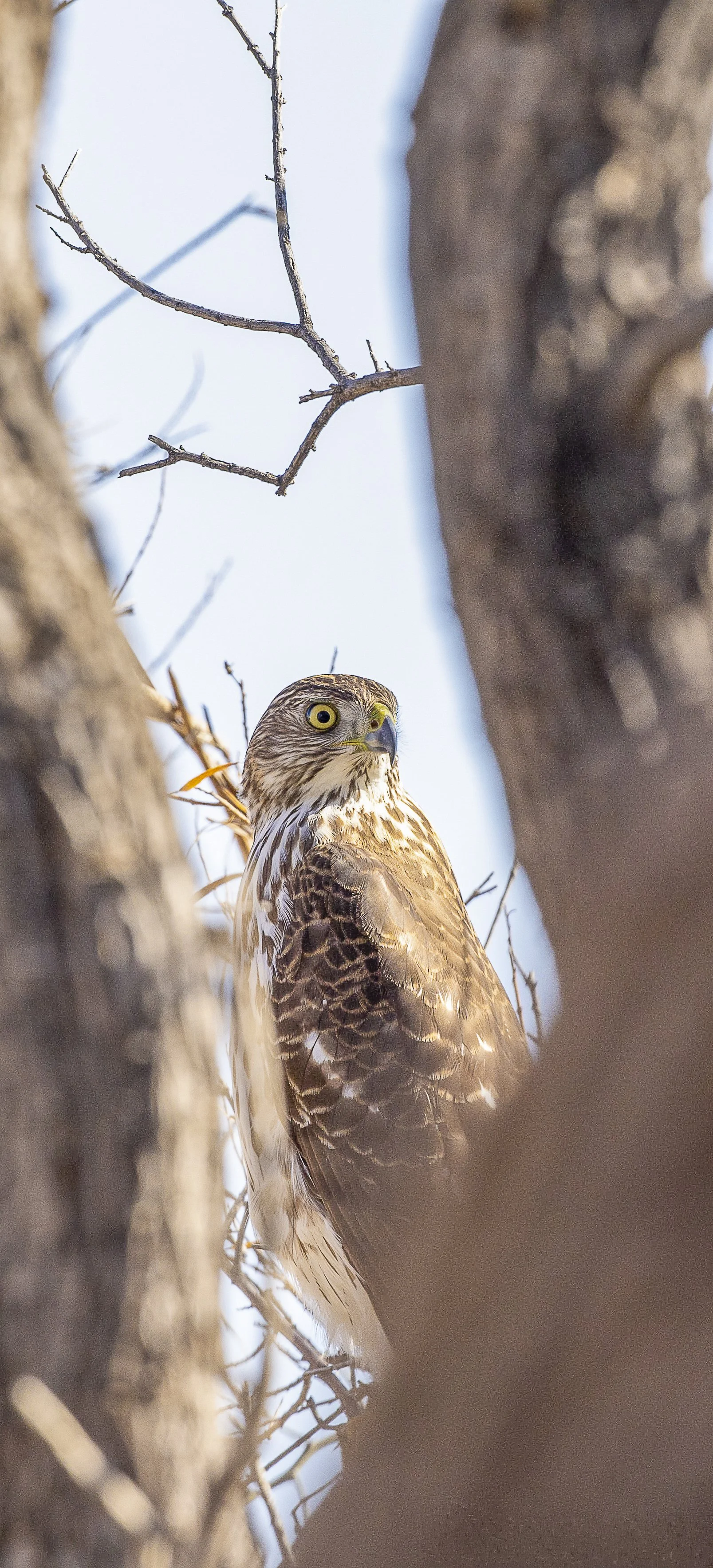 Juvenile Cooper's Hawk.jpg