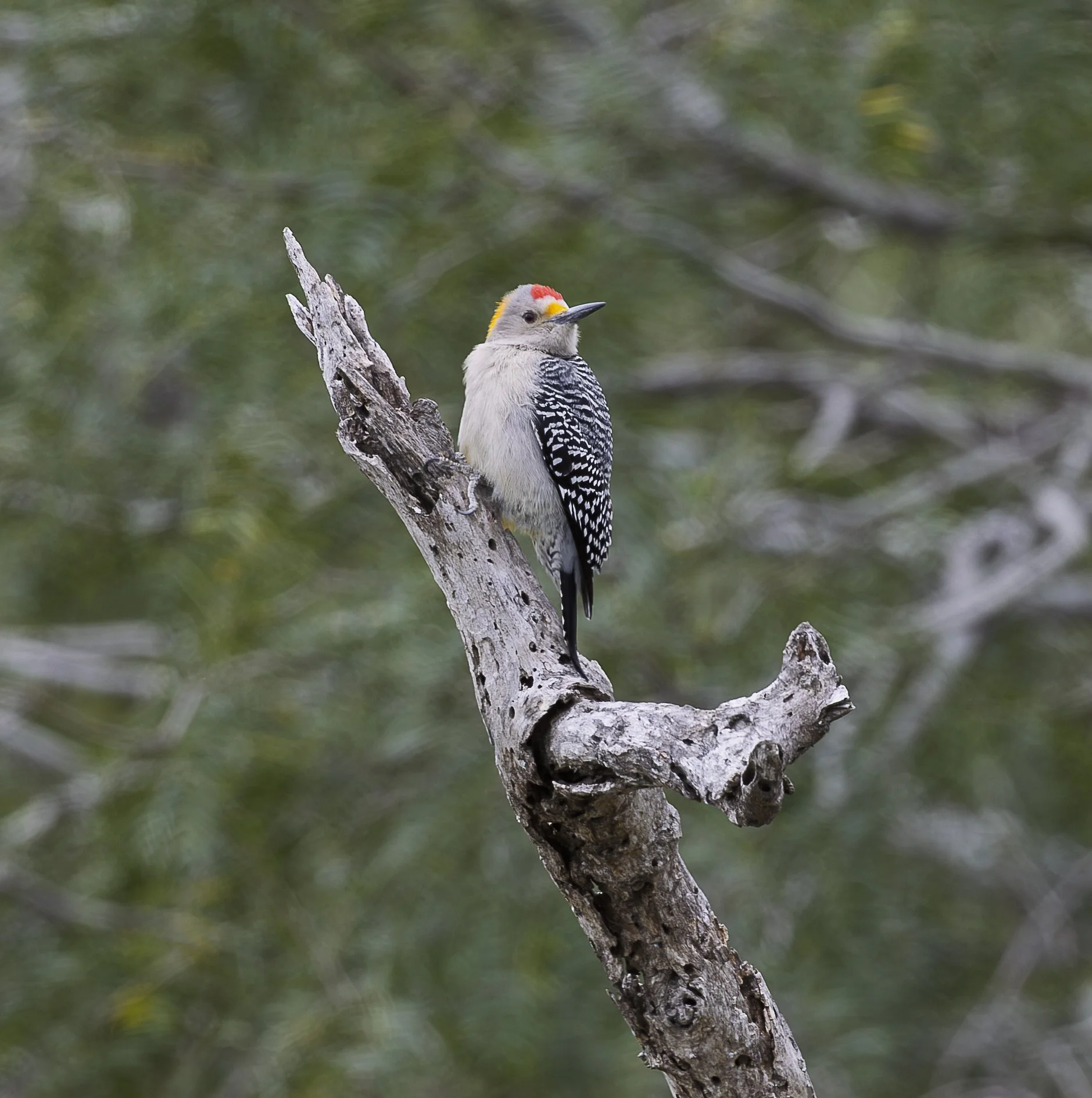 Golden-fronted Woodpecker-2.jpg