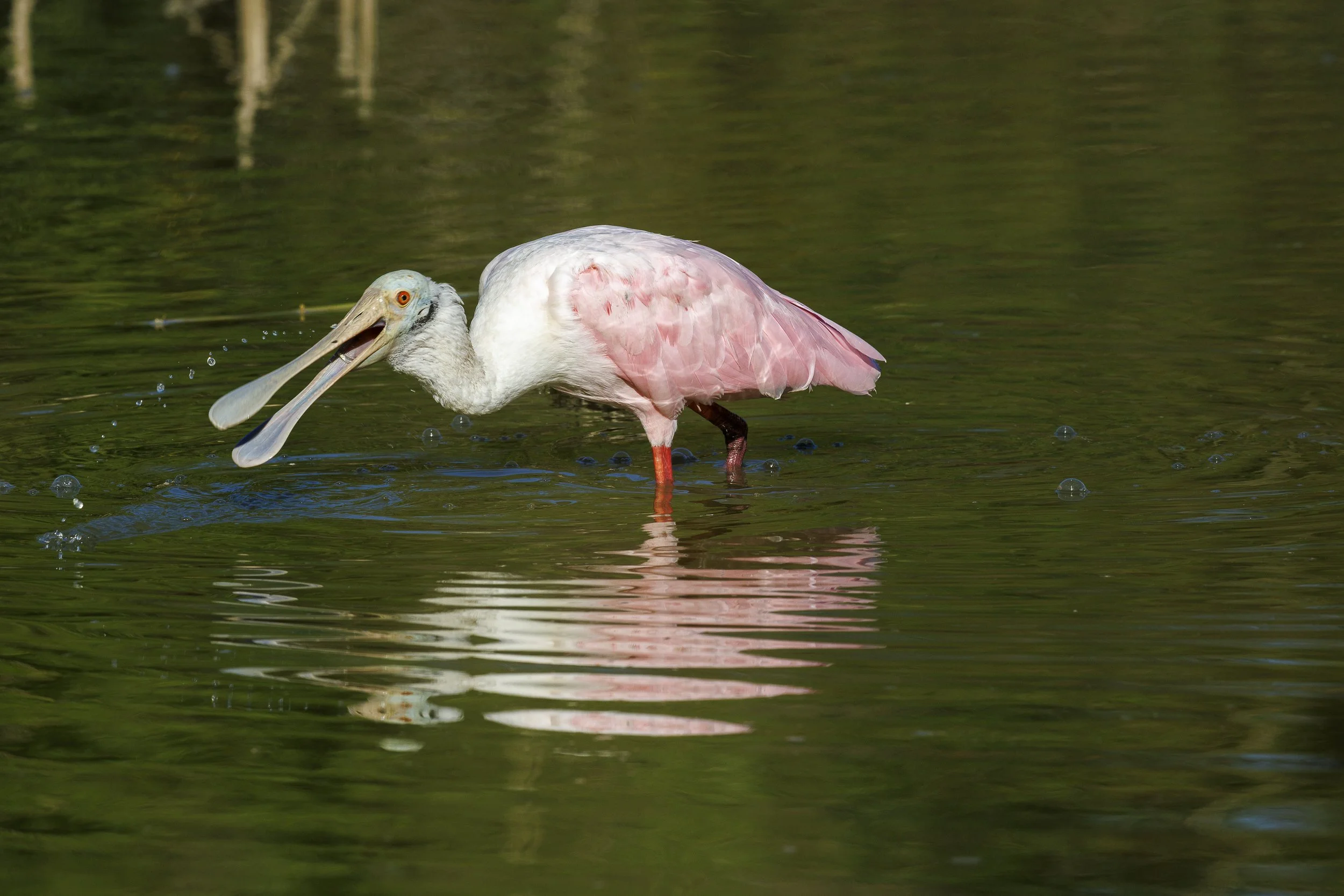 Roseate Spoonbill.jpg