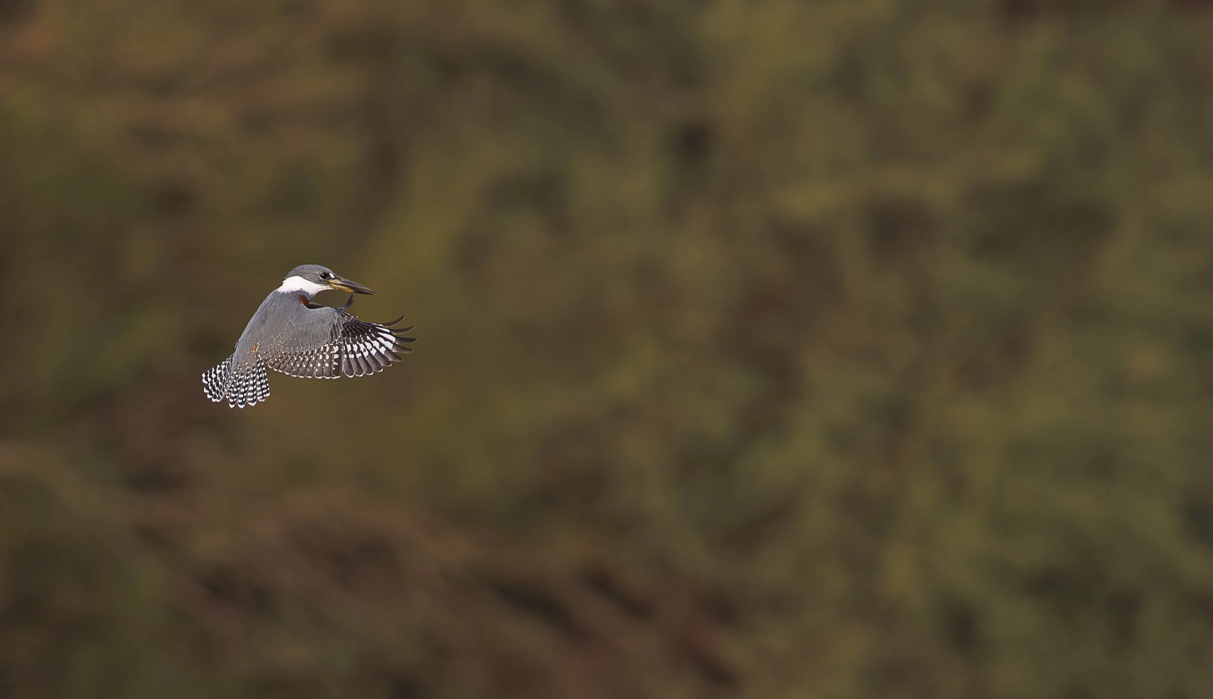 Ringed Kingfisher-5.jpg