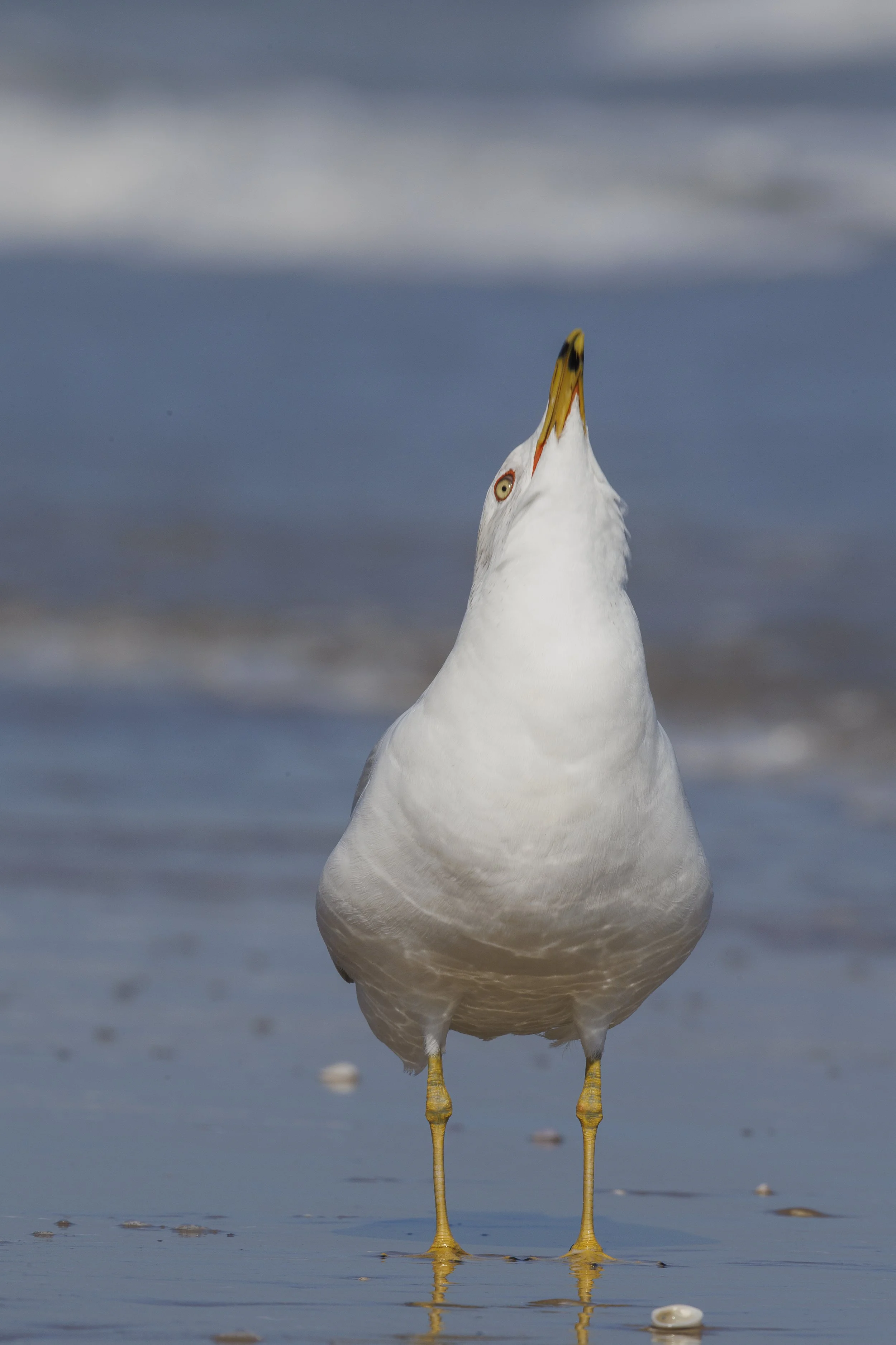 Ring-billed Gull-3.jpg