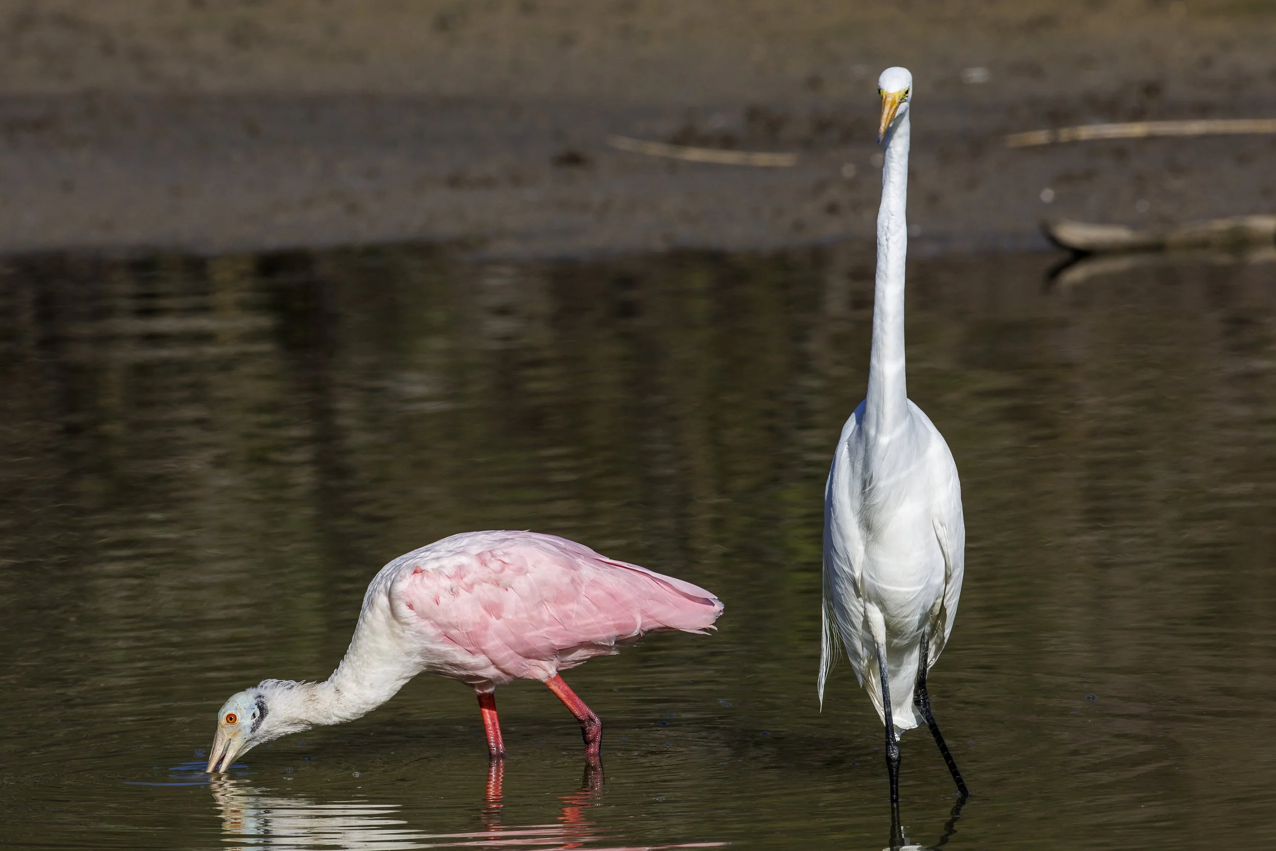 Roseate Spoonbill & Great Egret.jpg