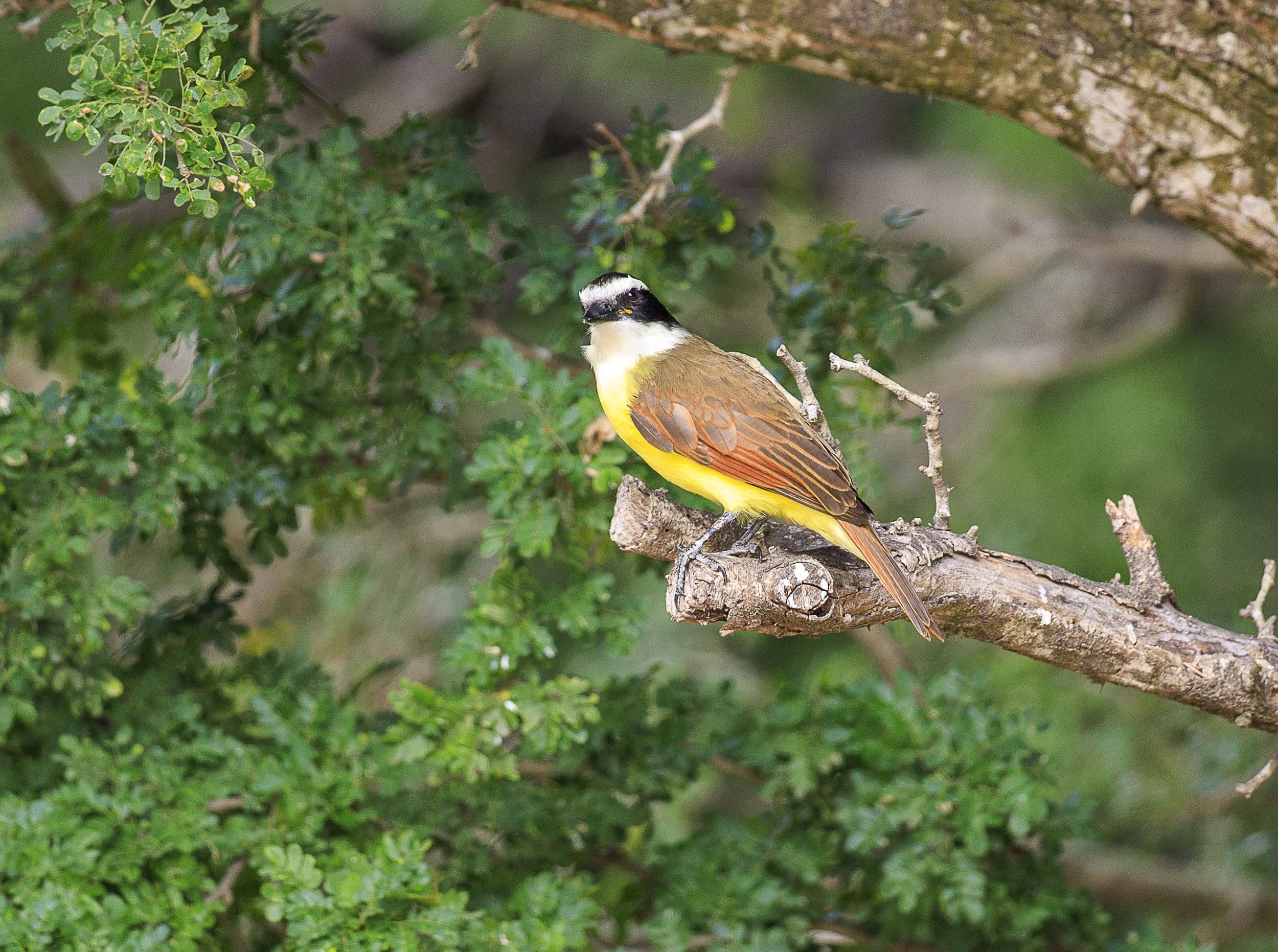 GReat Kiskadee-2.jpg