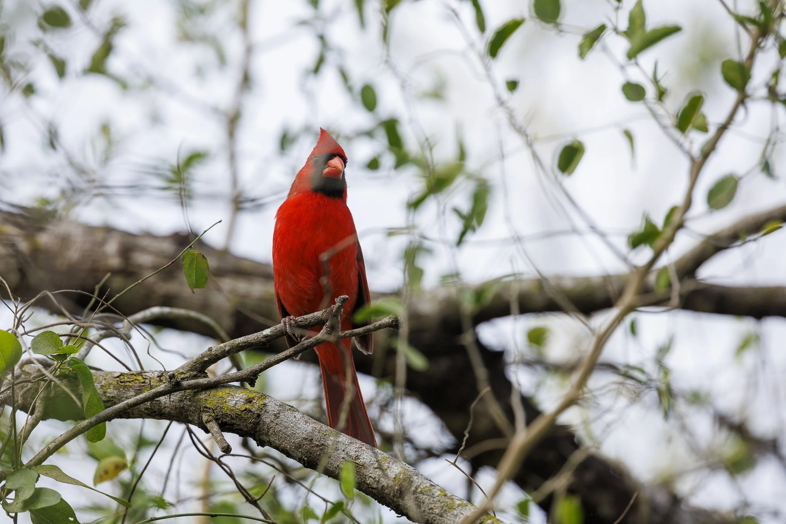 Northern Cardinal-2-2.jpg