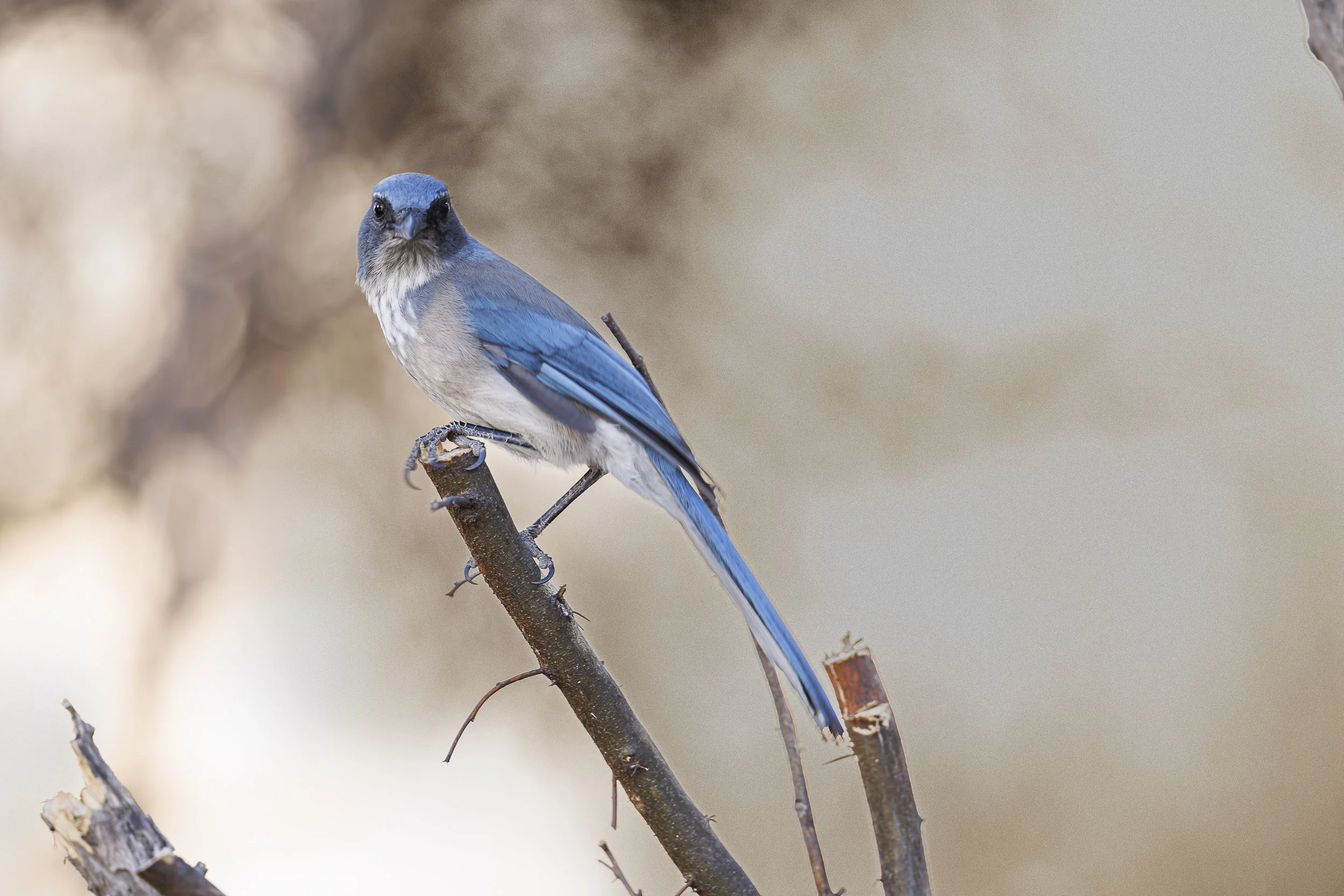 Woodhouse's Scrub-Jay.jpg