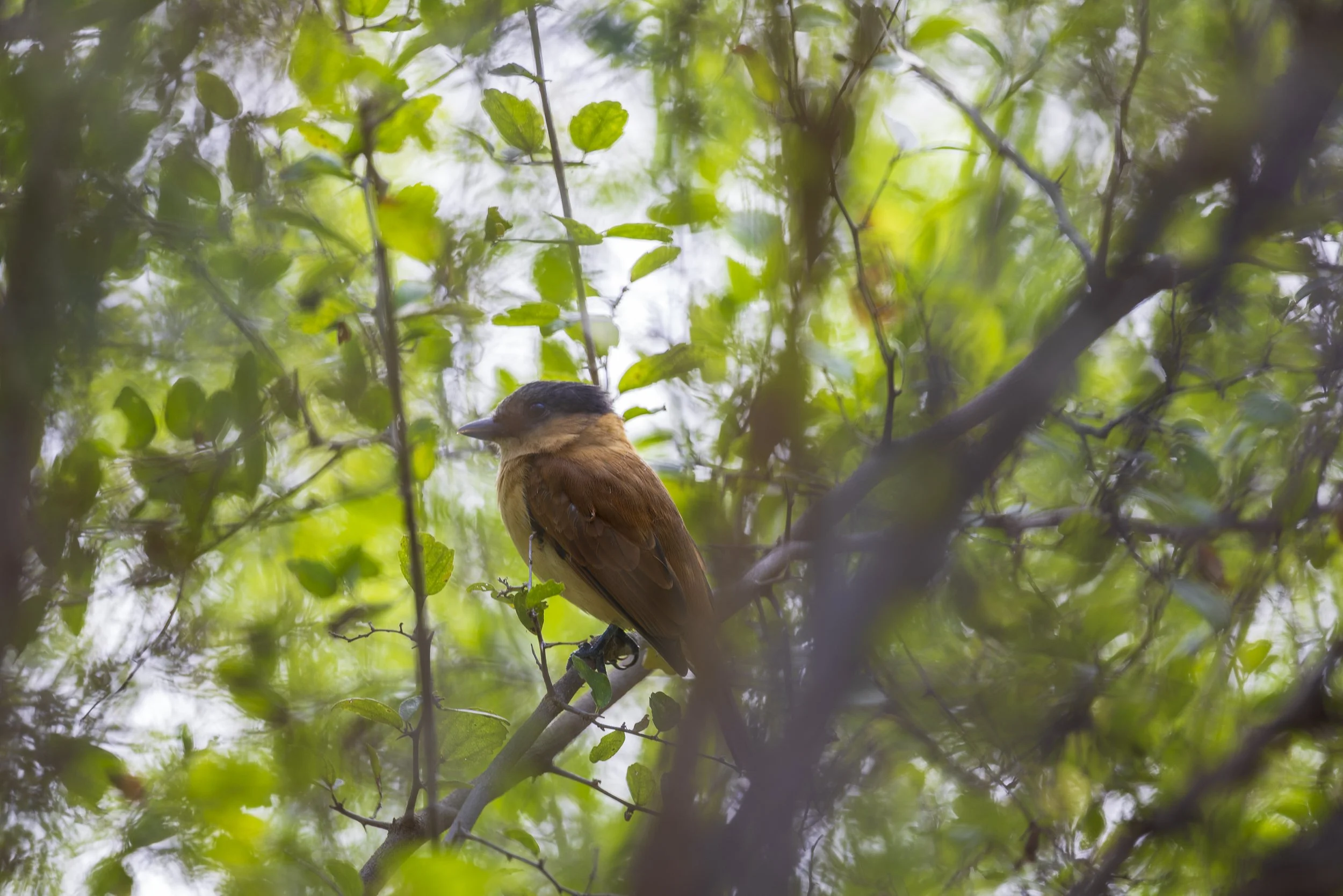 Rose-throated Becard-2.jpg