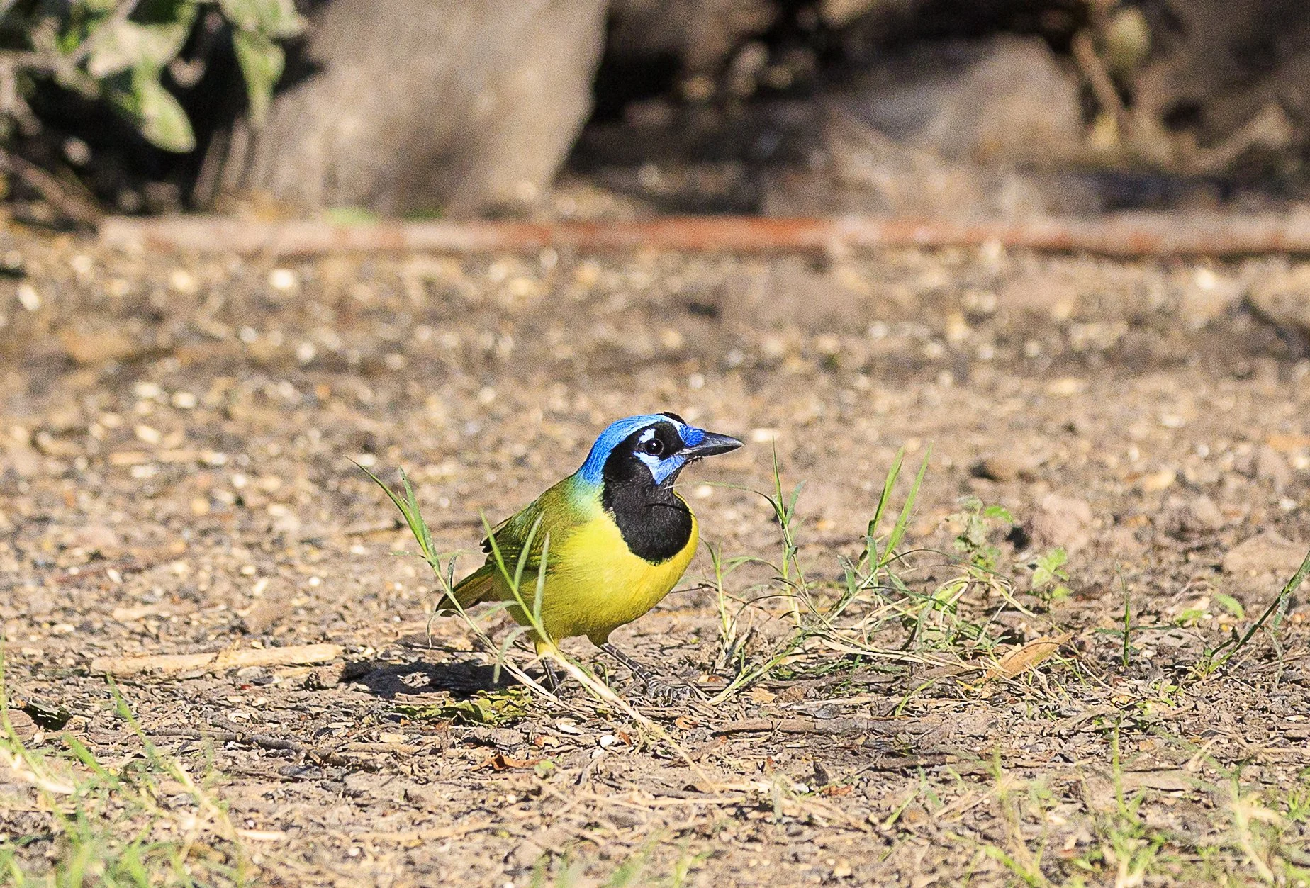 Green Jay-2.jpg