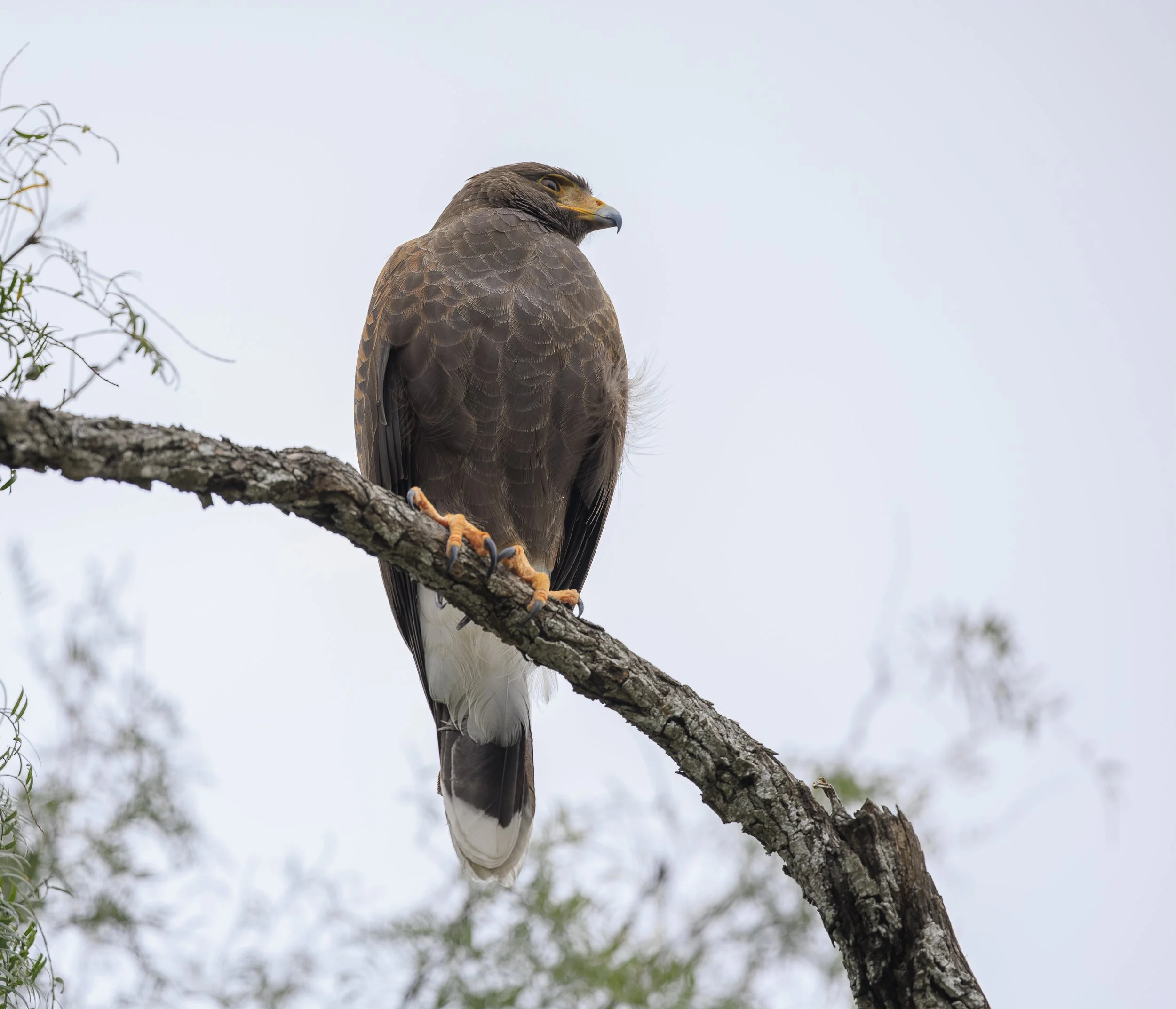 Harris's Hawk-3.jpg