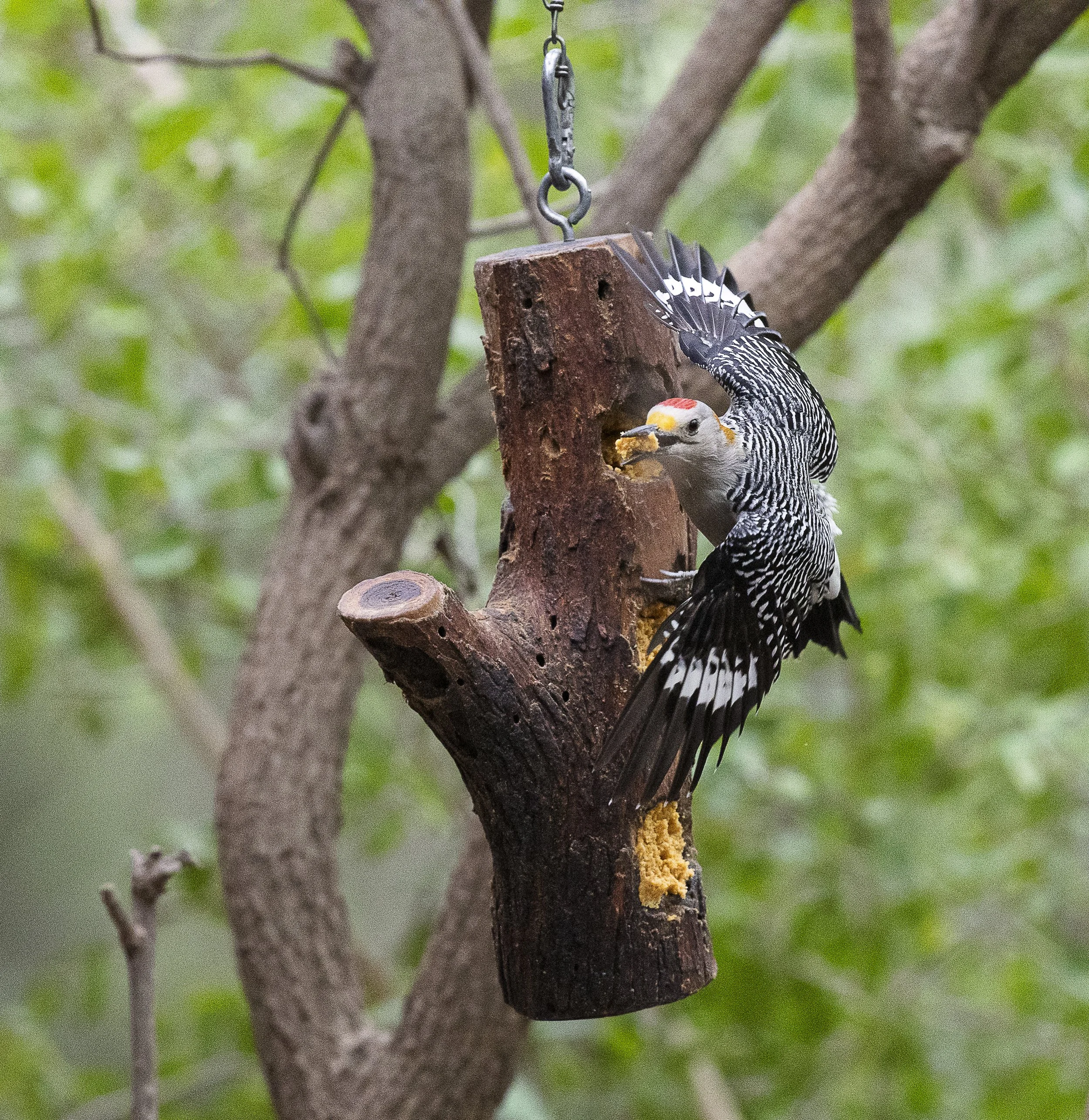 Golden-fronted Woodpecker.jpg