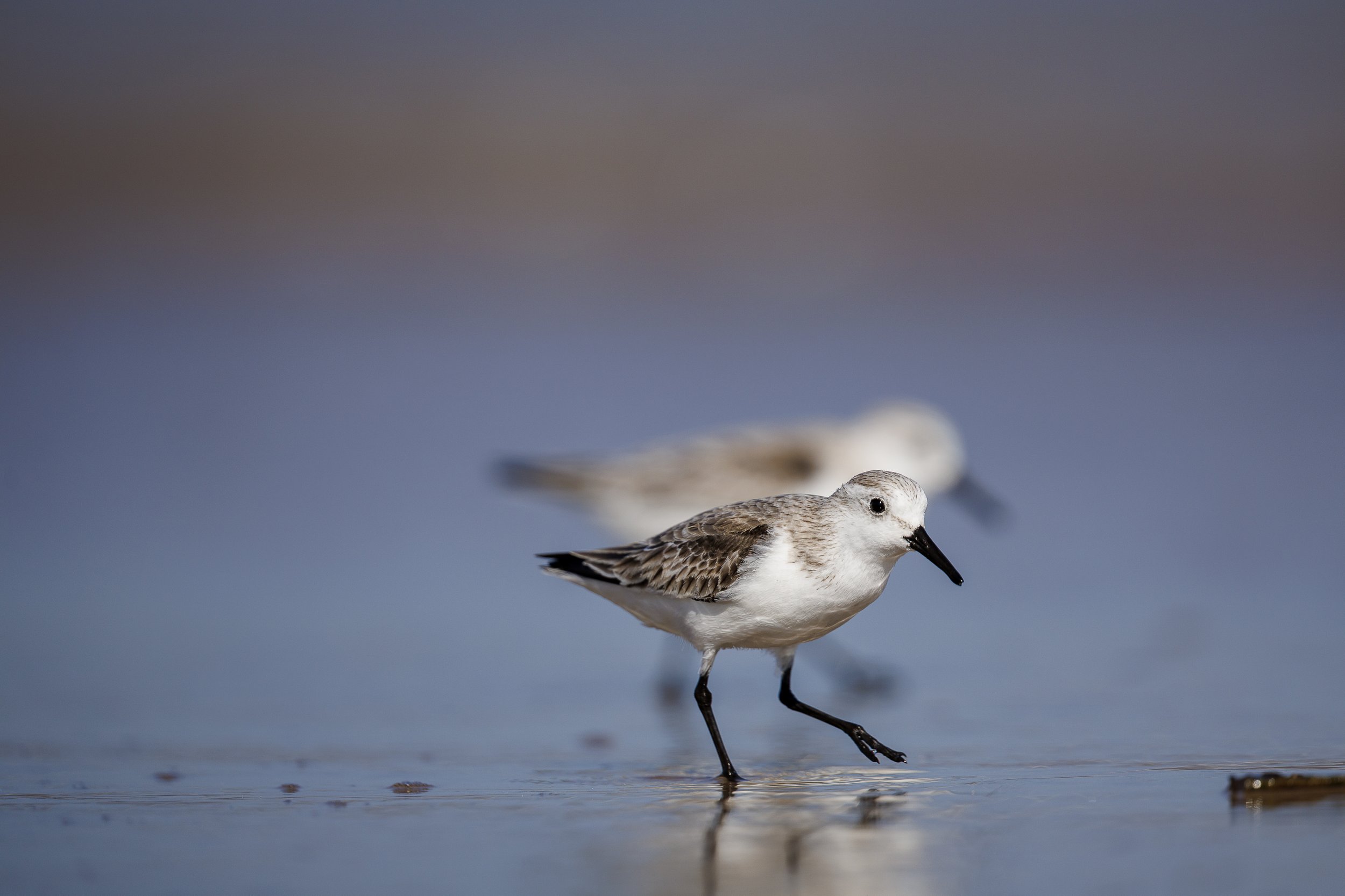 Sanderling.jpg