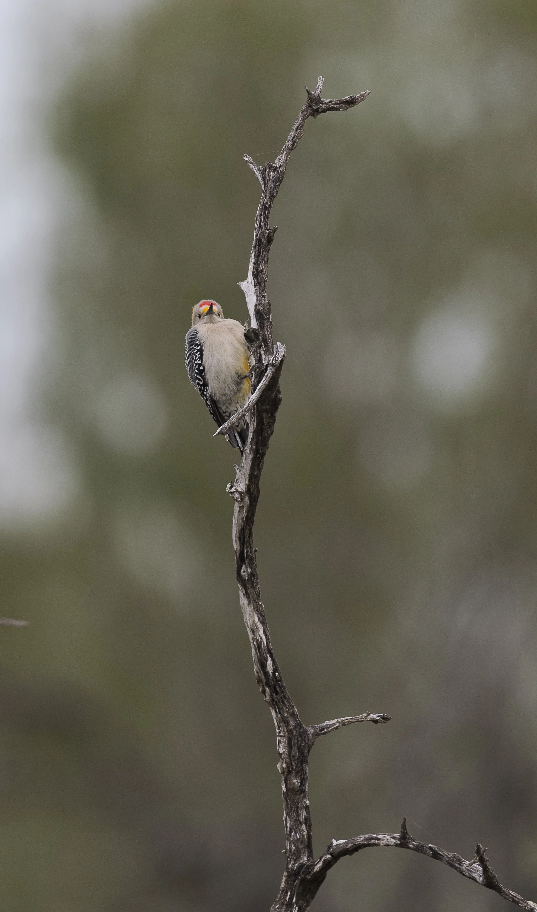 Golden-fronted Woodpecker-3.jpg