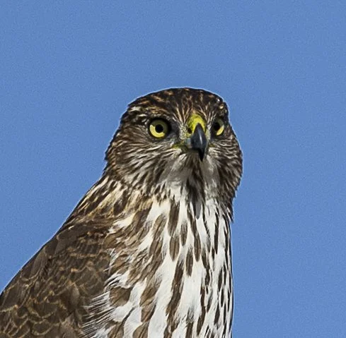 Juvenile Cooper's Hawk-1.jpg