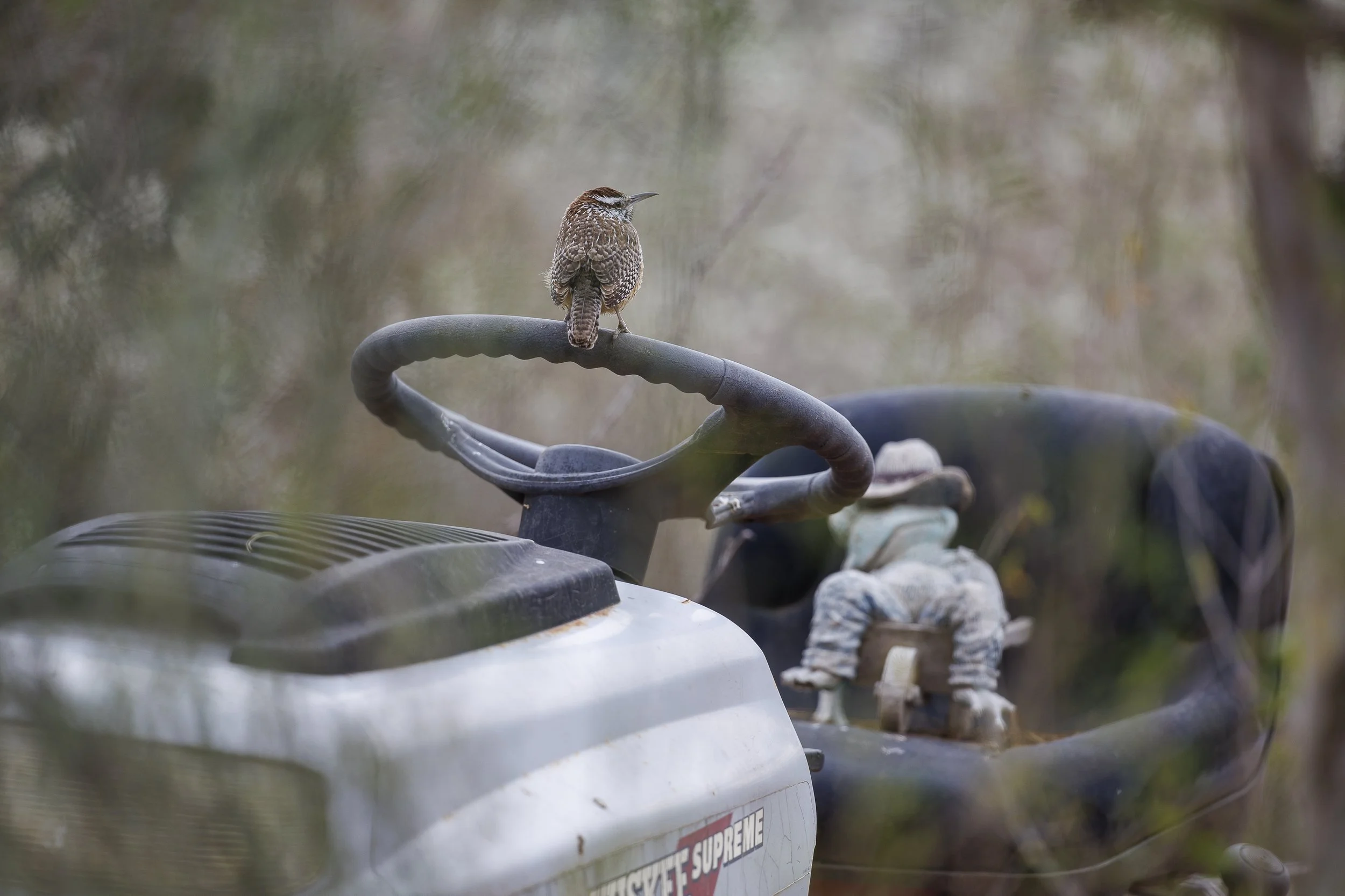 Cactus Wren-2.jpg