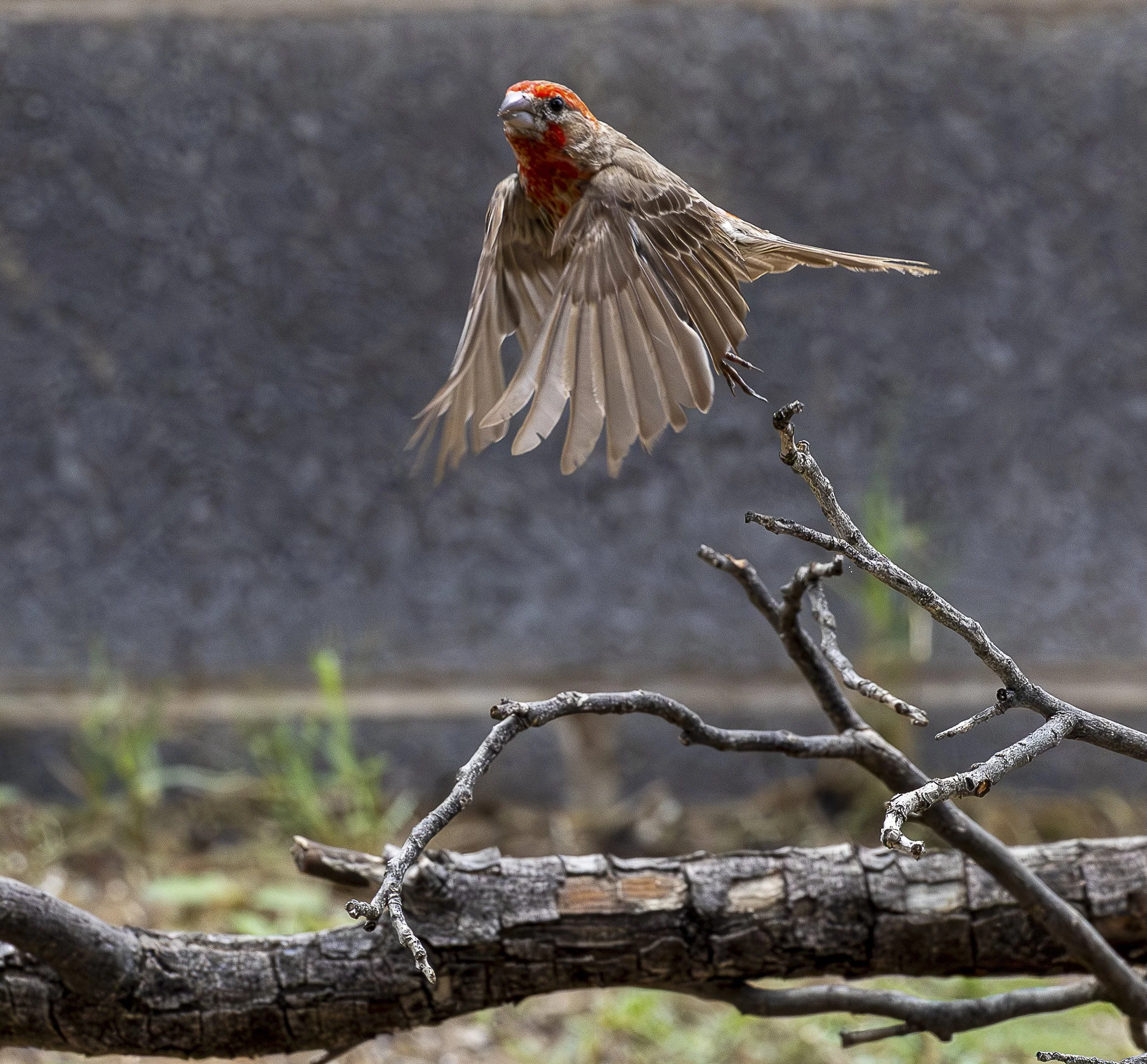 House Finch-2.jpg