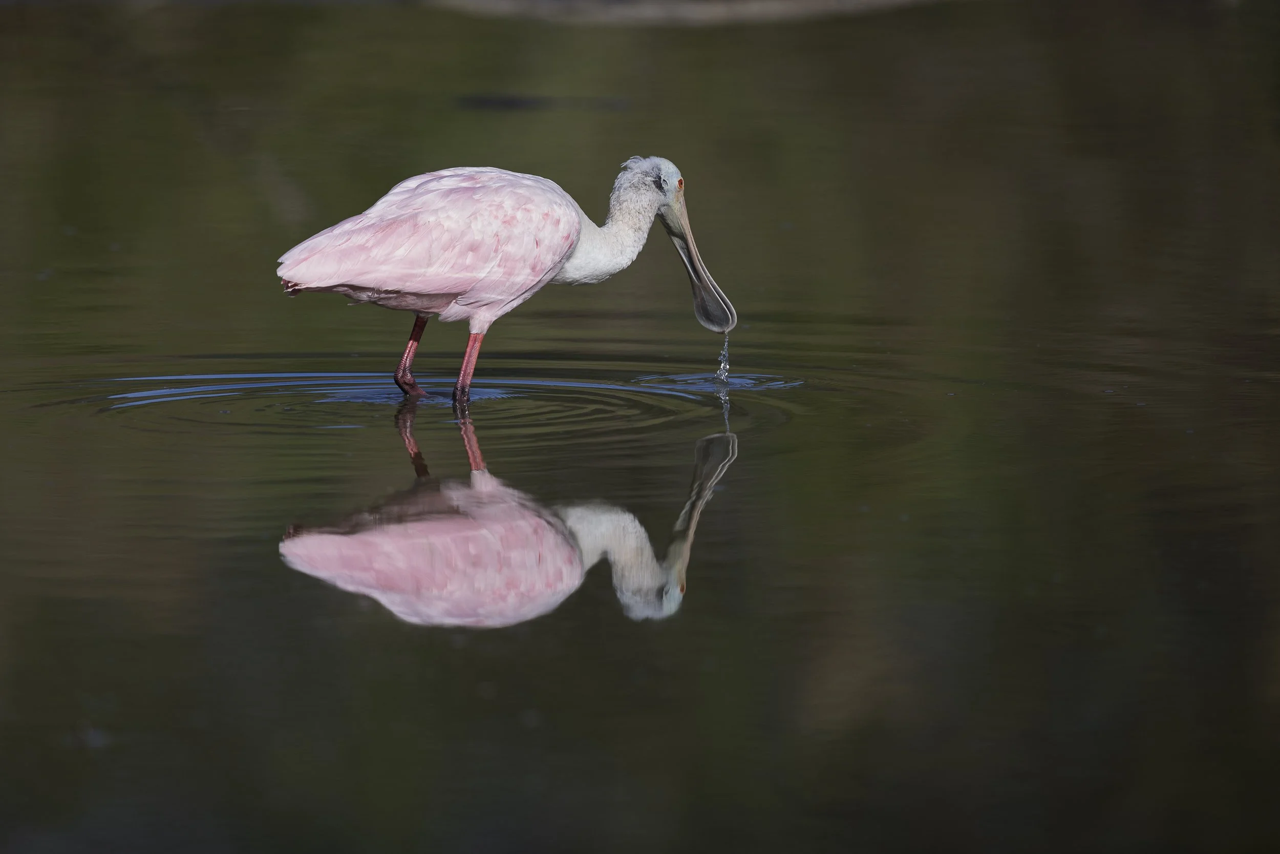 Roseate Spoonbill-2.jpg