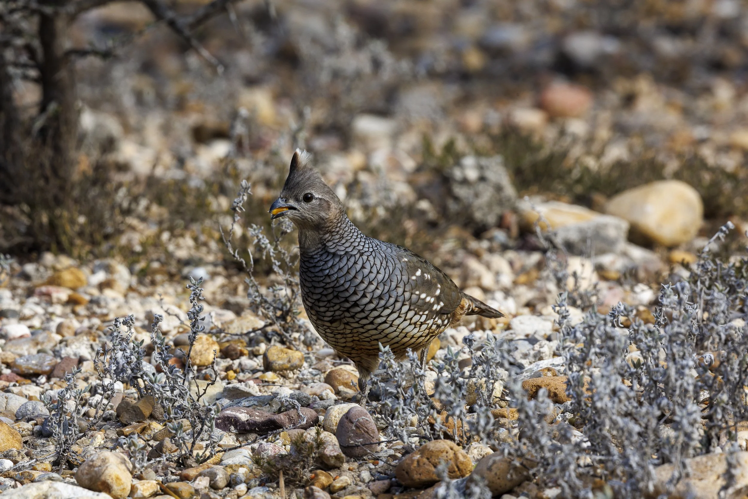 Scaled Quail-5.jpg