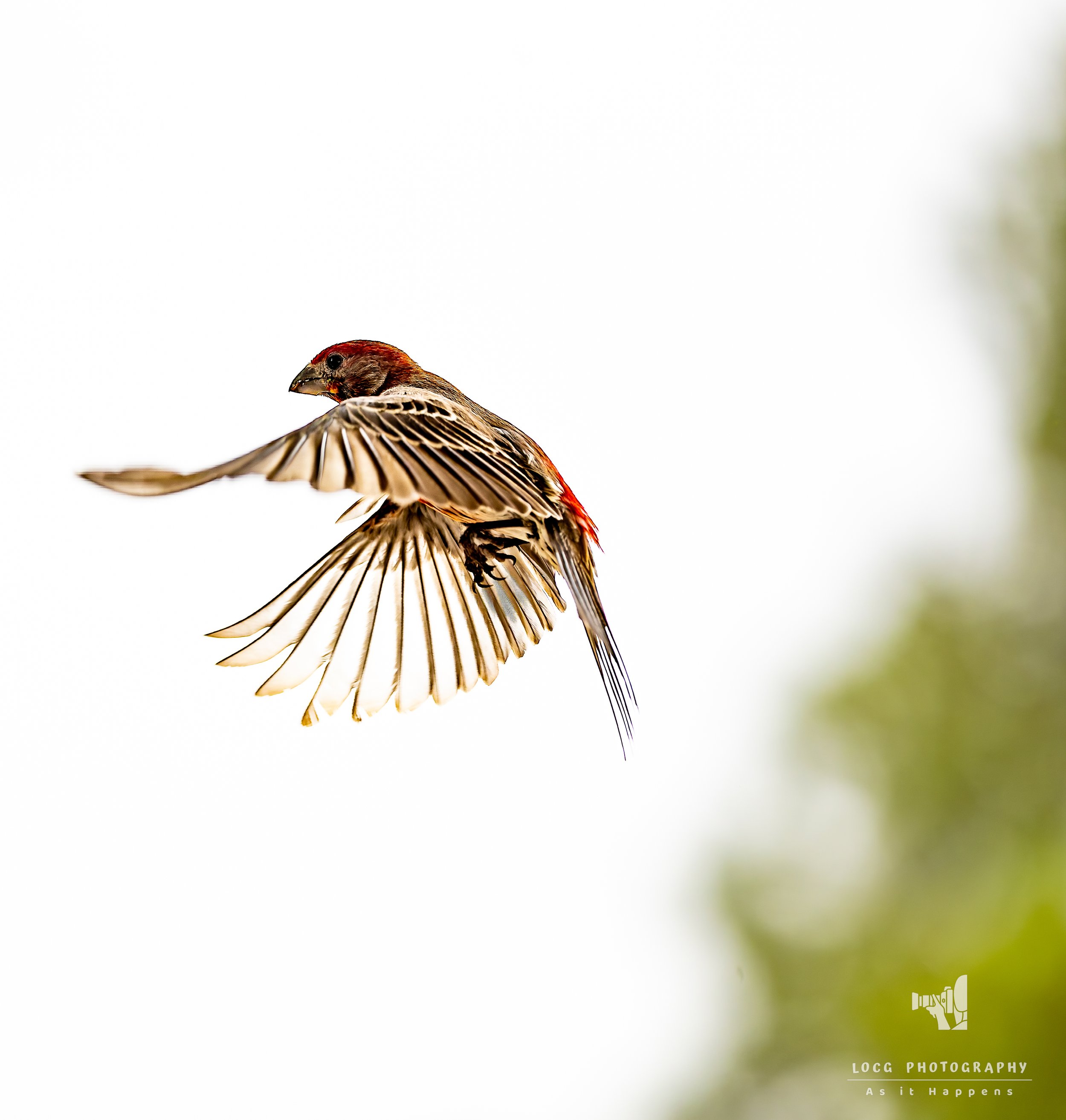 _03A2380-DxO_DeepPRIME XD2s_XD.jpg