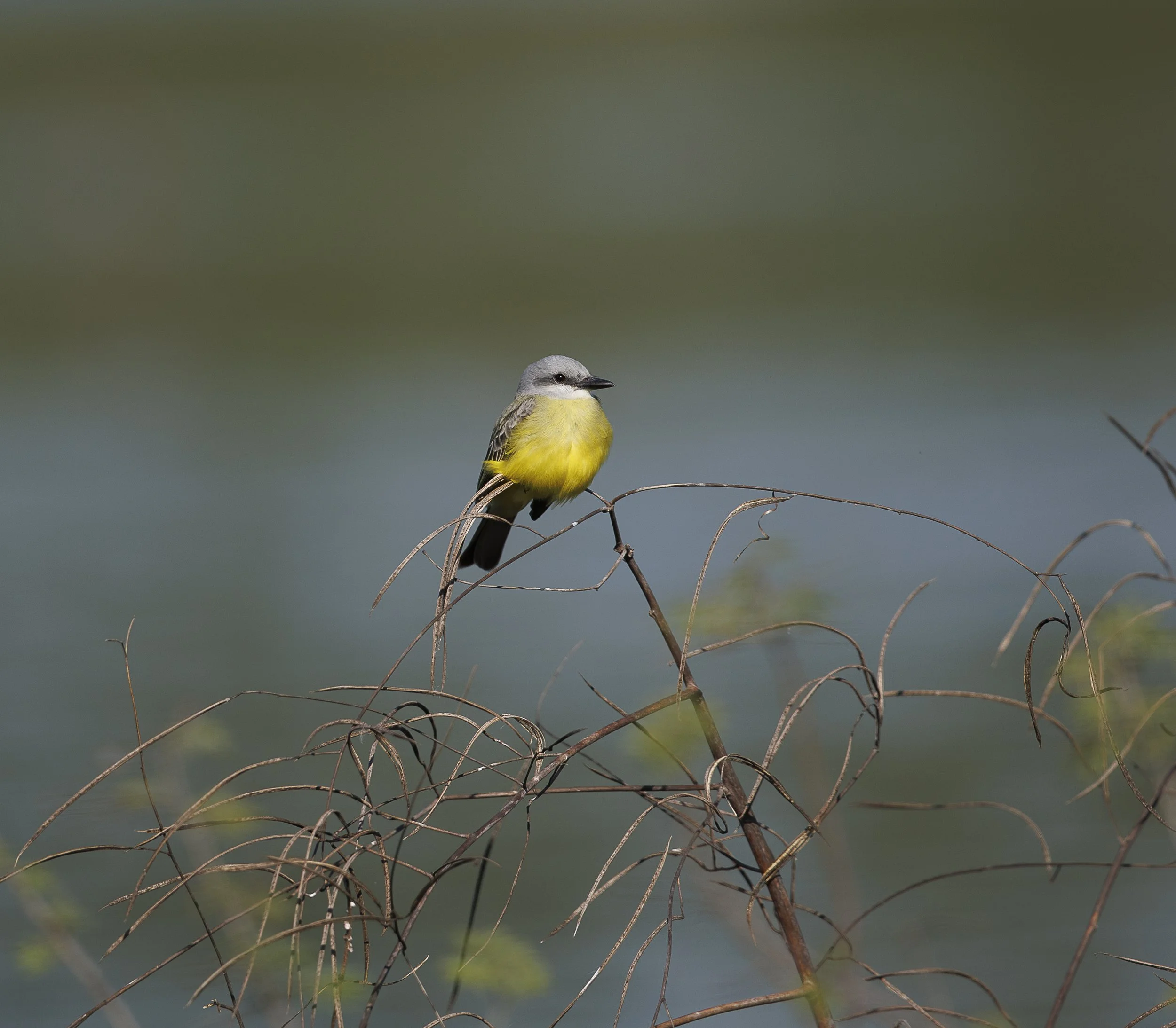 Tropical Kingbird.jpg