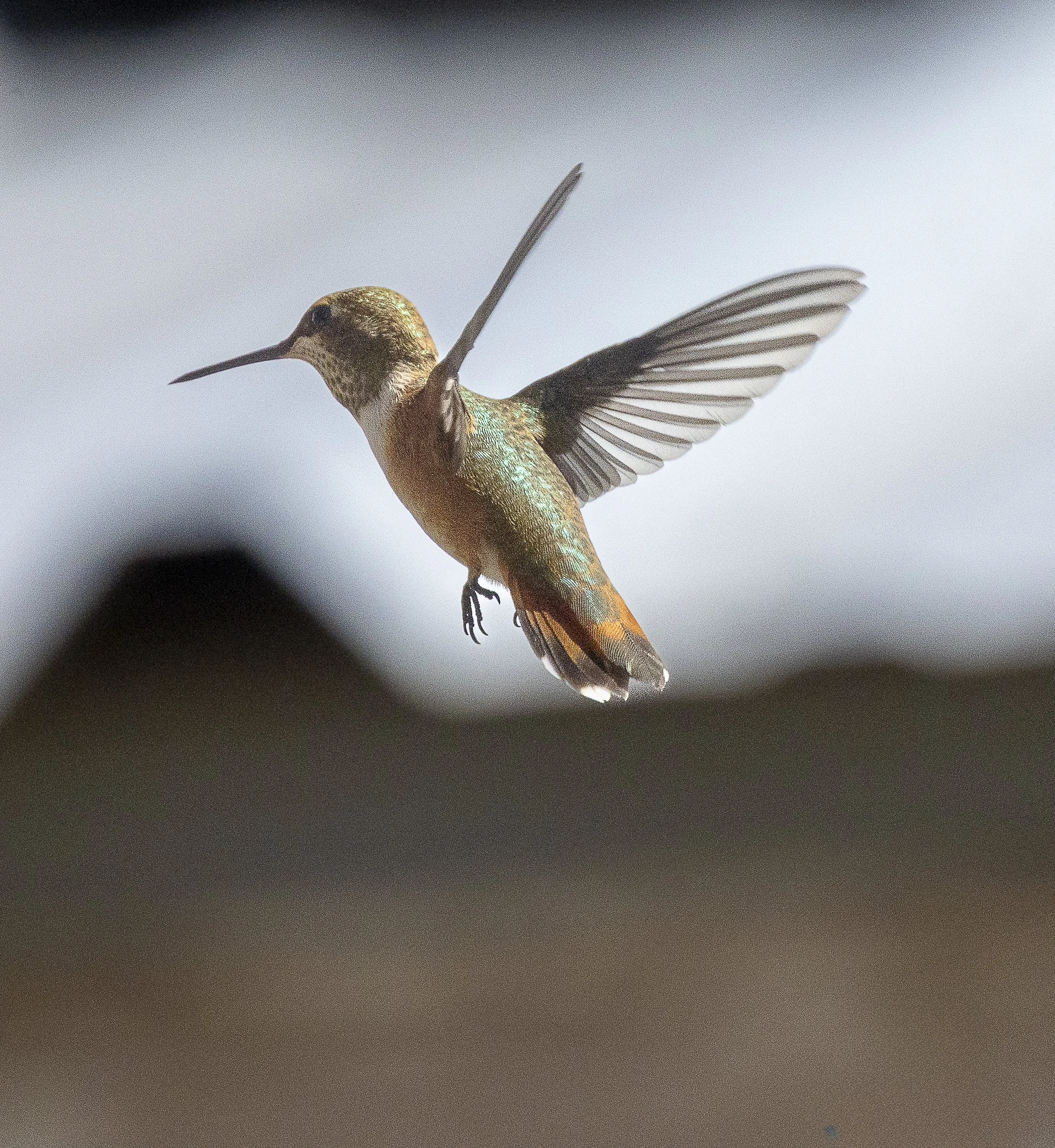 Hummingbirds-08.jpg