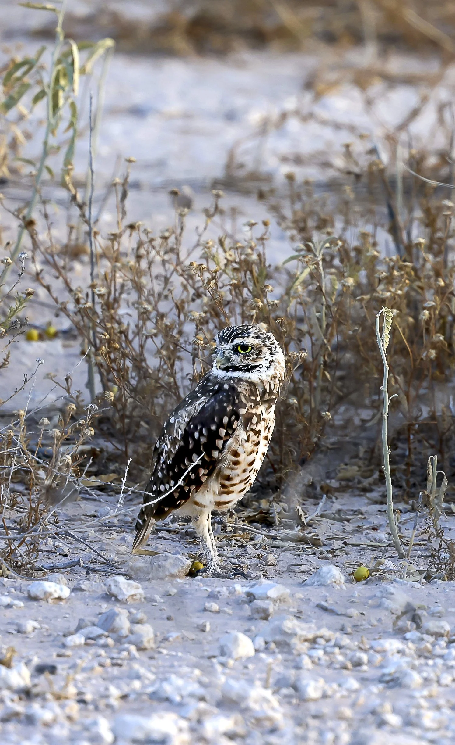 Burrowing Owl-10.jpg