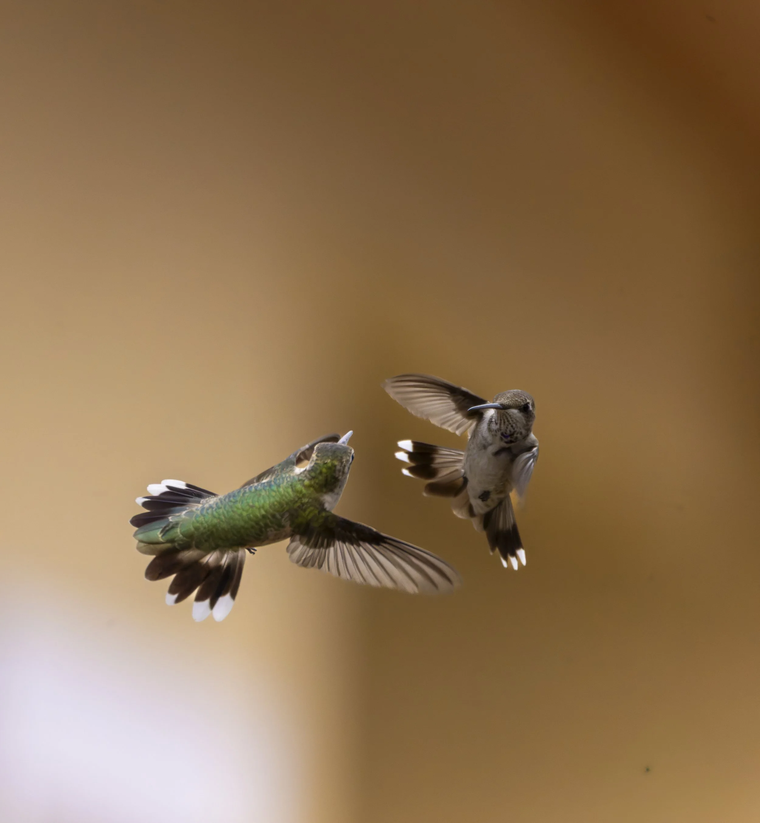 Hummingbirds-2.jpg