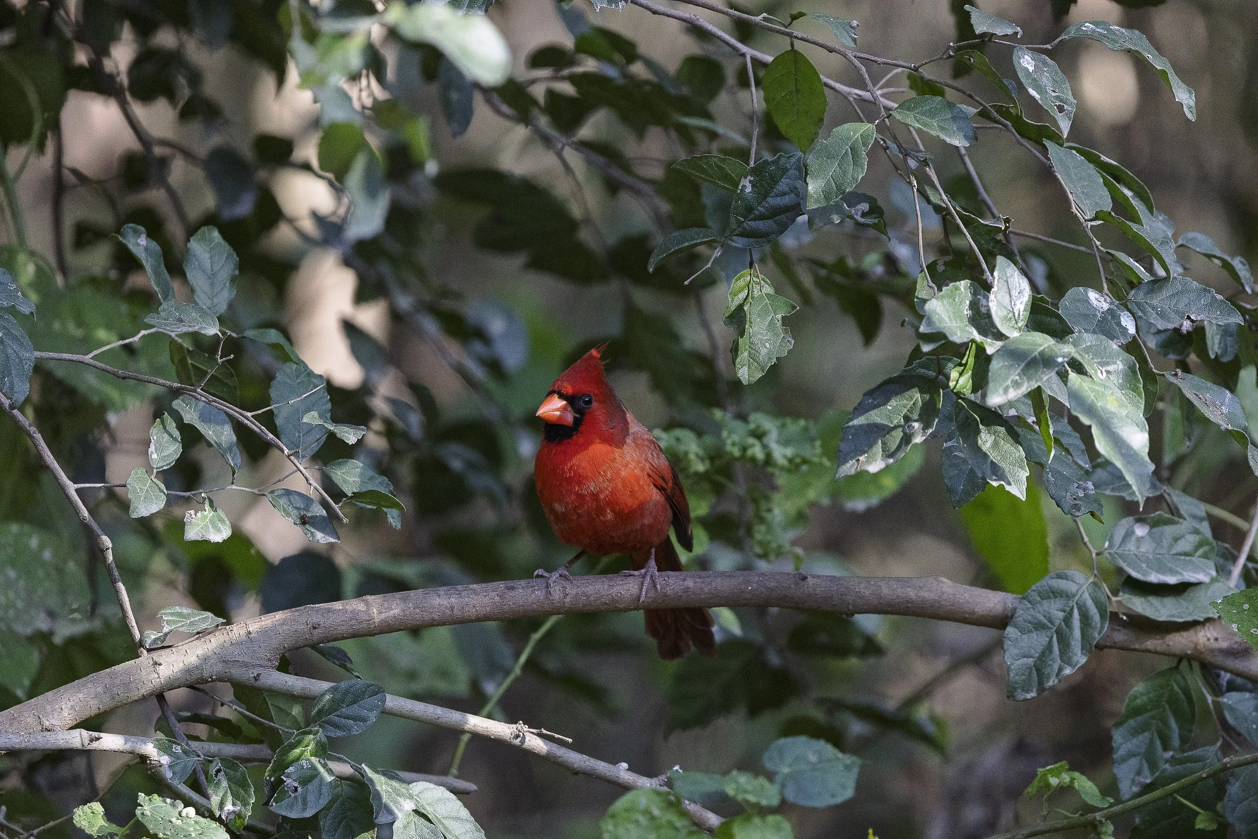 Northern Cardinal Test-3.jpg