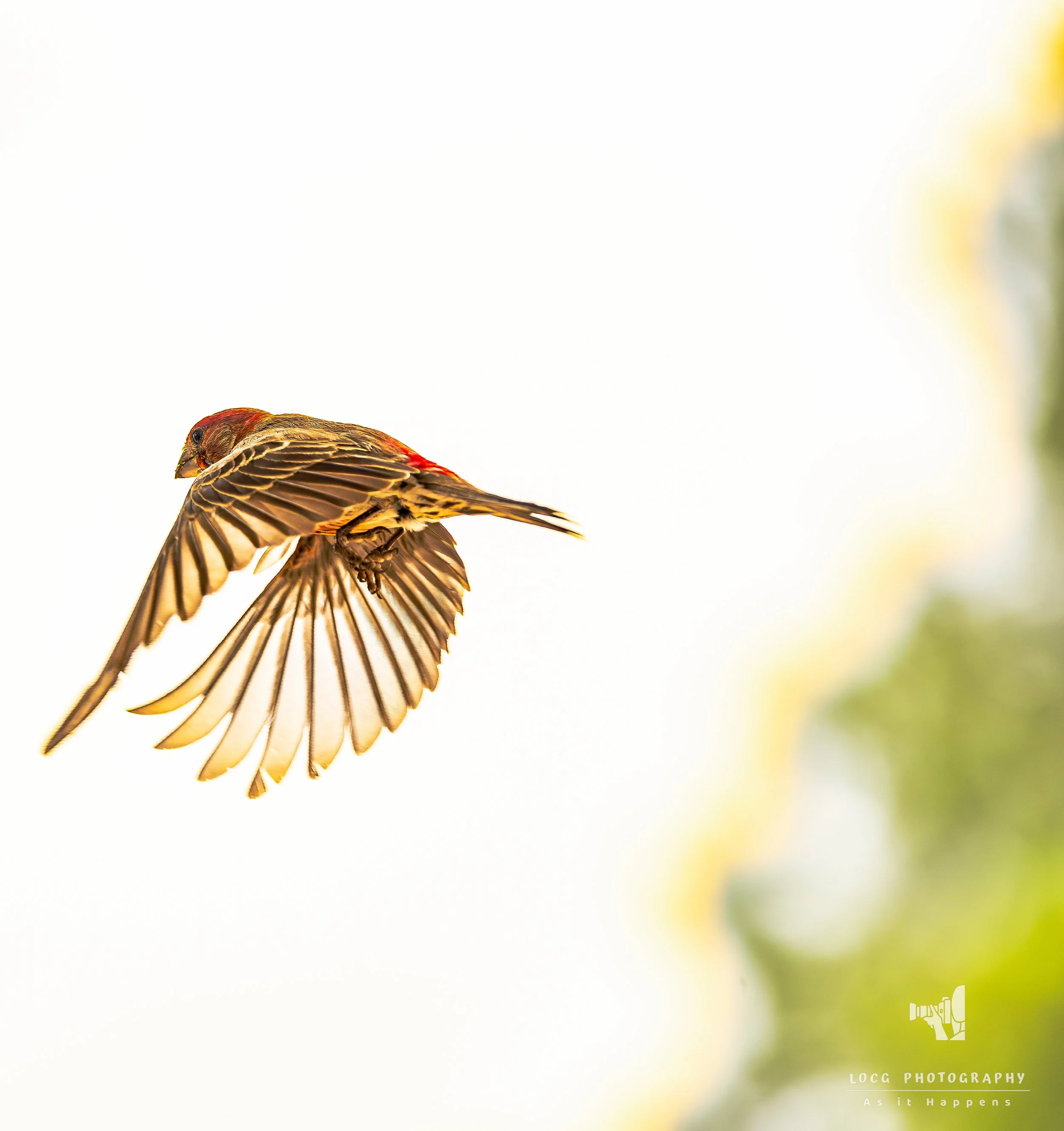 _03A2383-DxO_DeepPRIME XD2s_XD.jpg