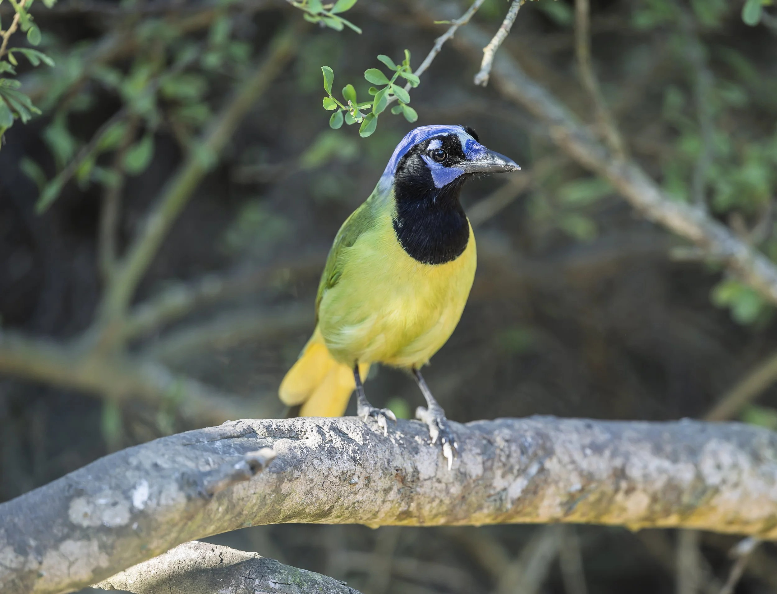 Green Jay-6.jpg