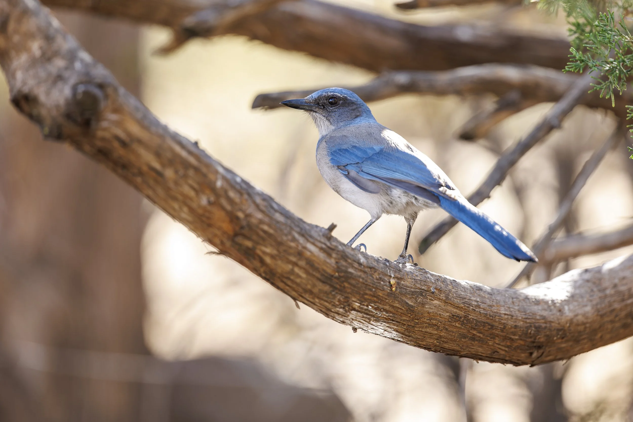 Woodhouse's Scrub-Jay-3.jpg