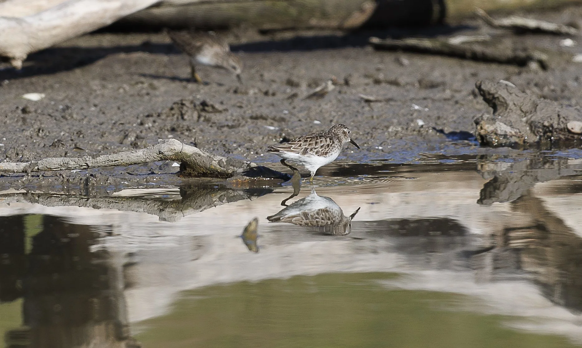 Least Sandpiper.jpg