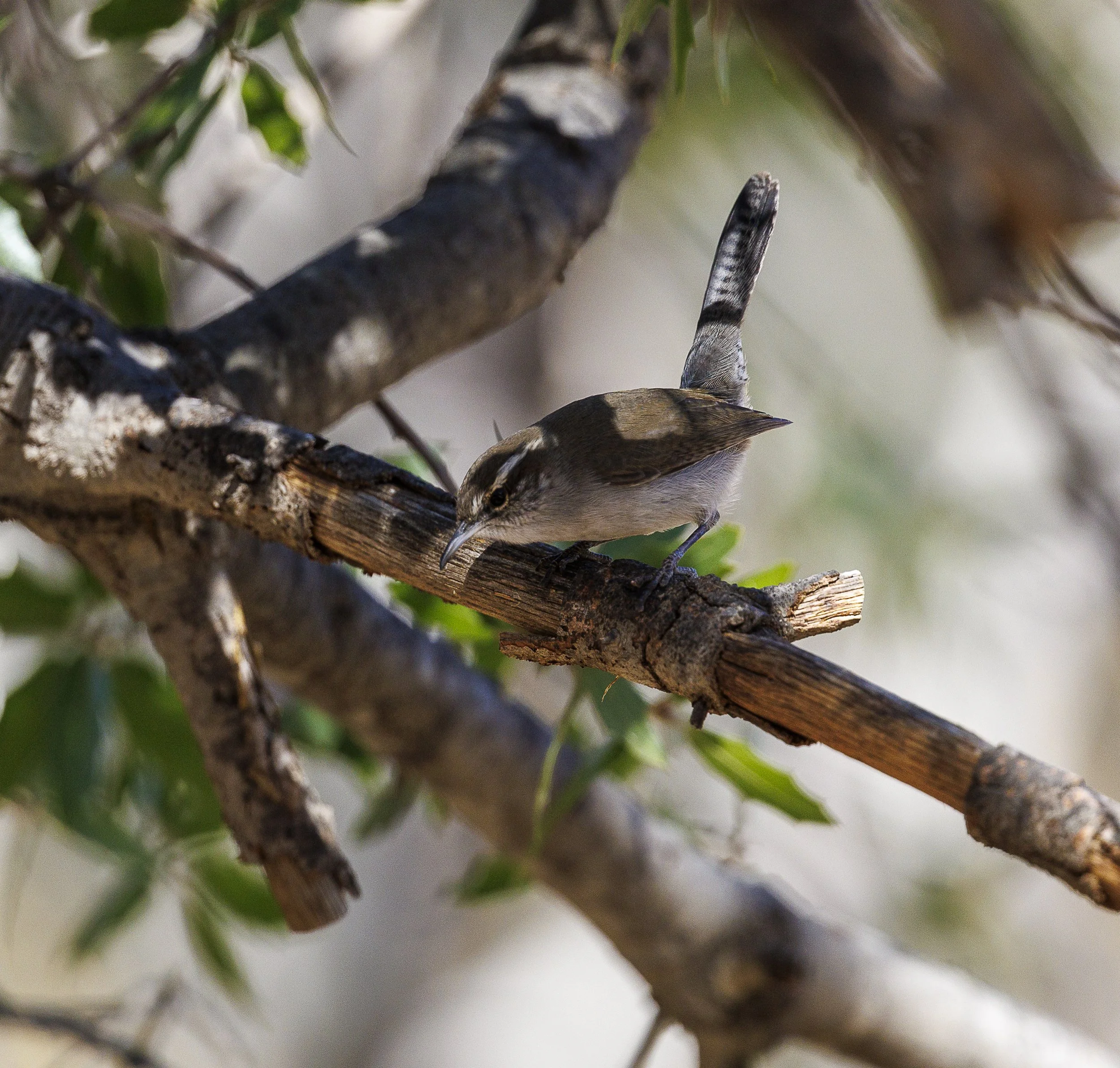 Bewick's Wren-3.jpg