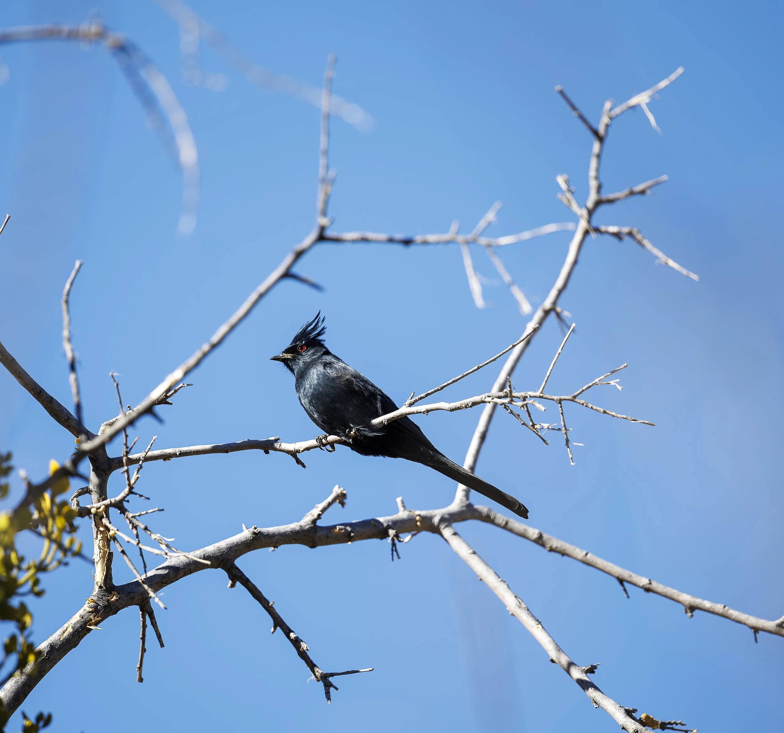 Phainopepla-6.jpg