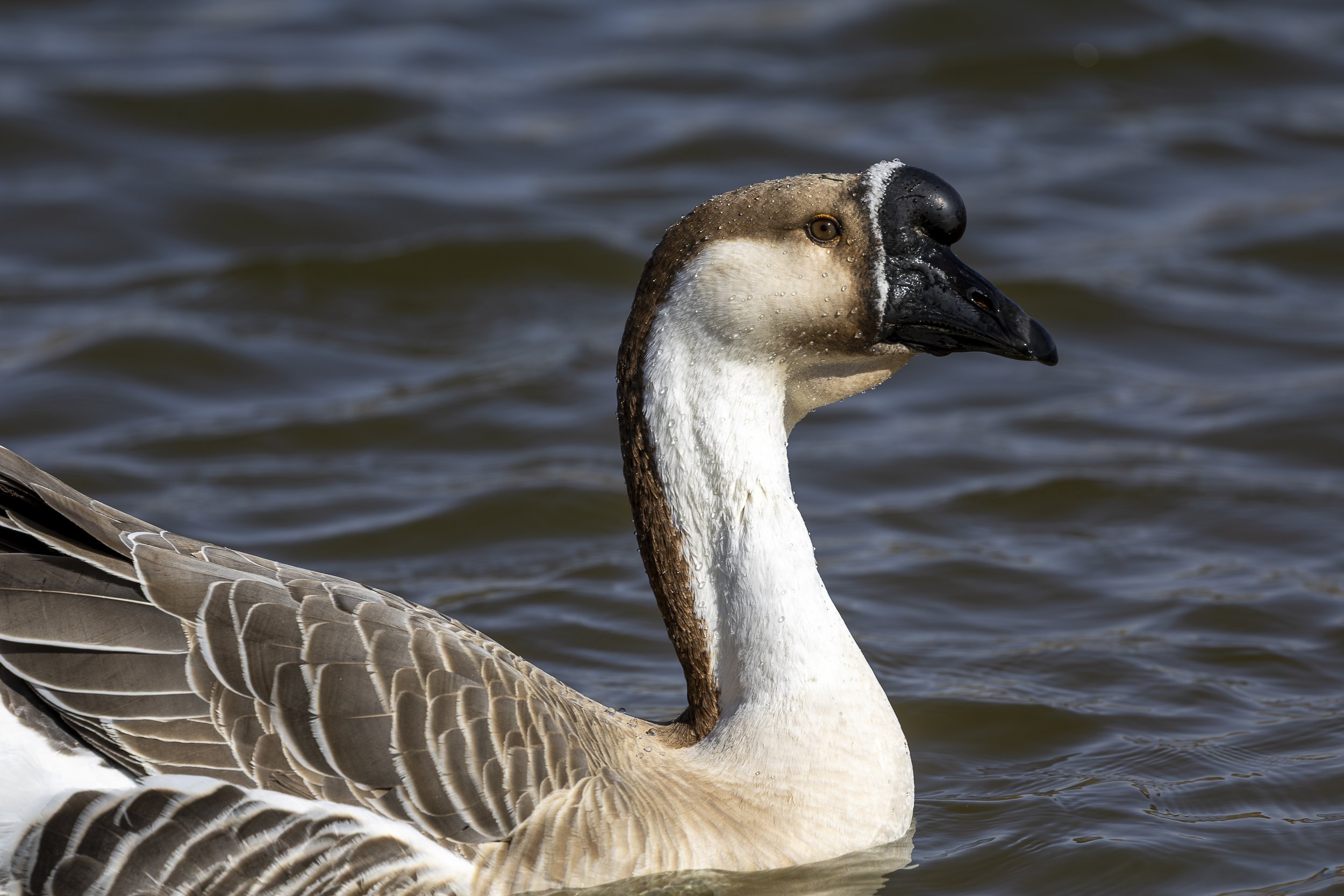 Chinese Goose-1.jpg