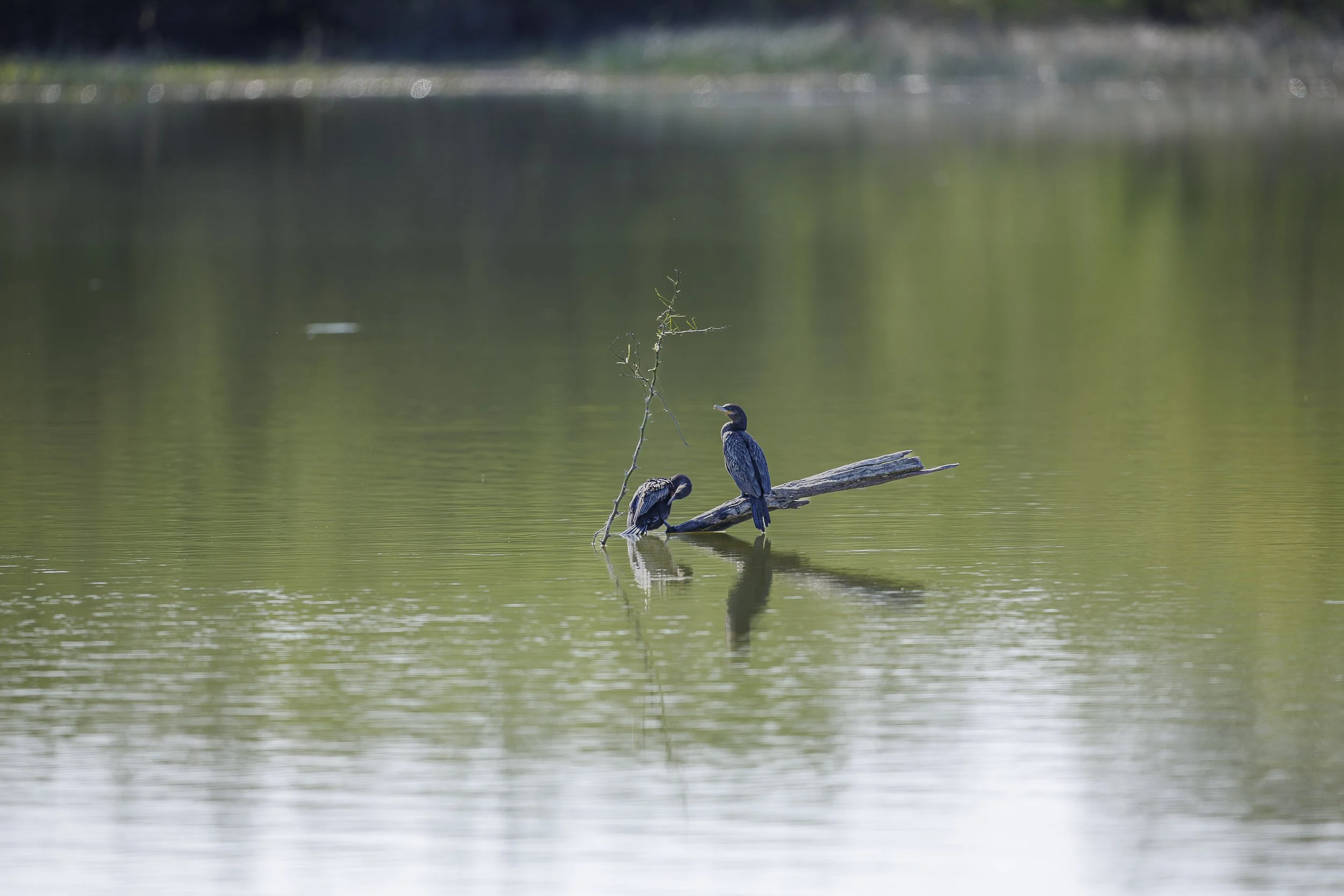 Neotropic Cormorants.jpg