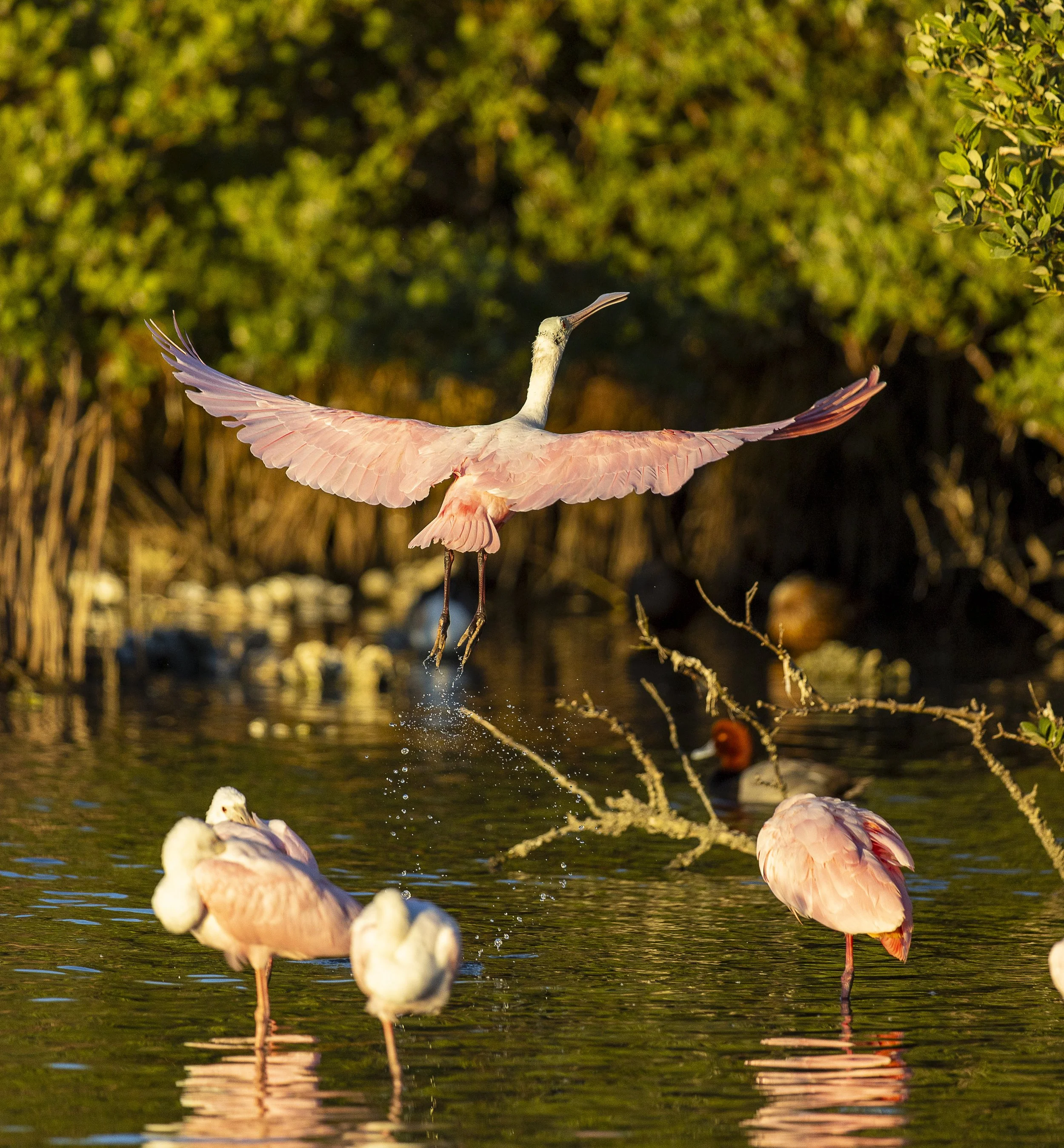 Roseate Spoonbills.jpg