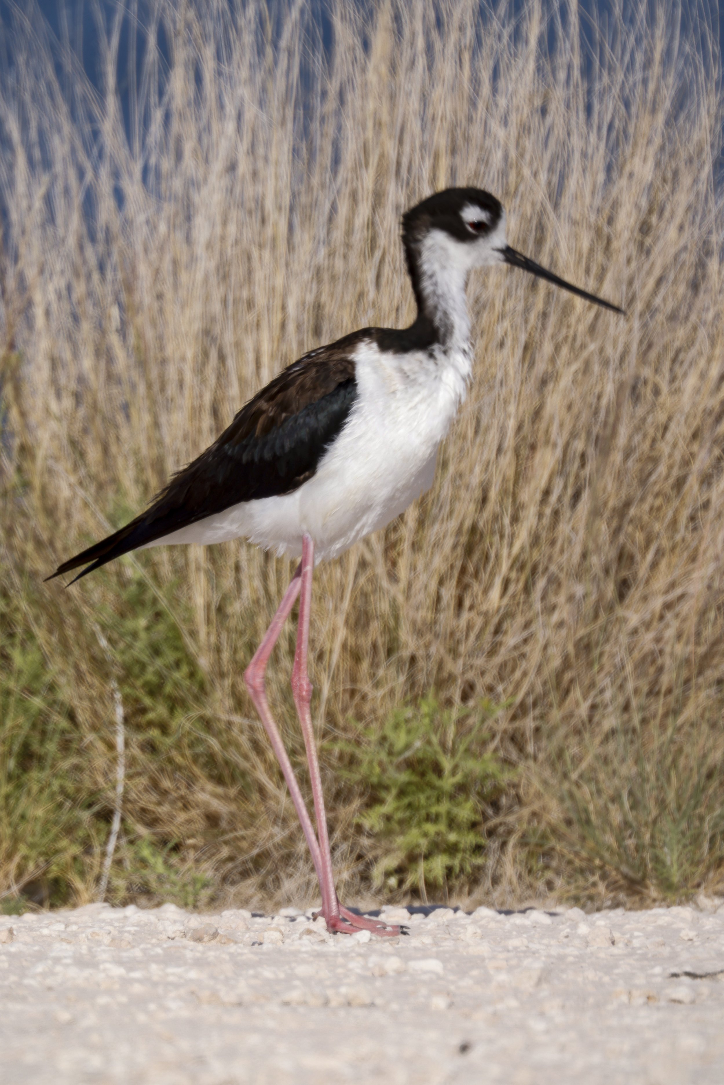 Black-necked Stilt-1.jpg