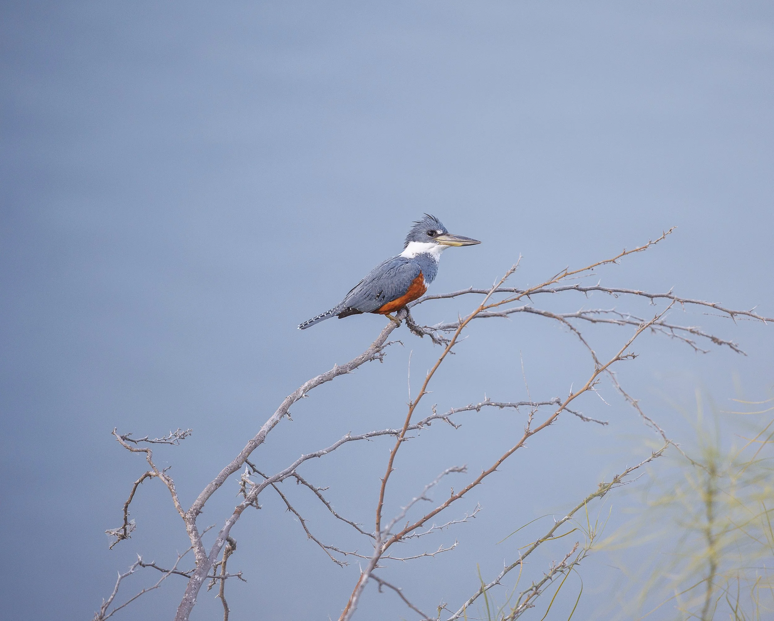 Ringed Kingfisher-6.jpg