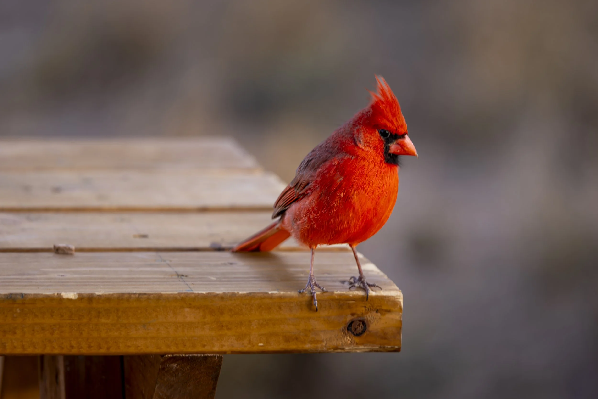 Northern Cardinal-4.jpg