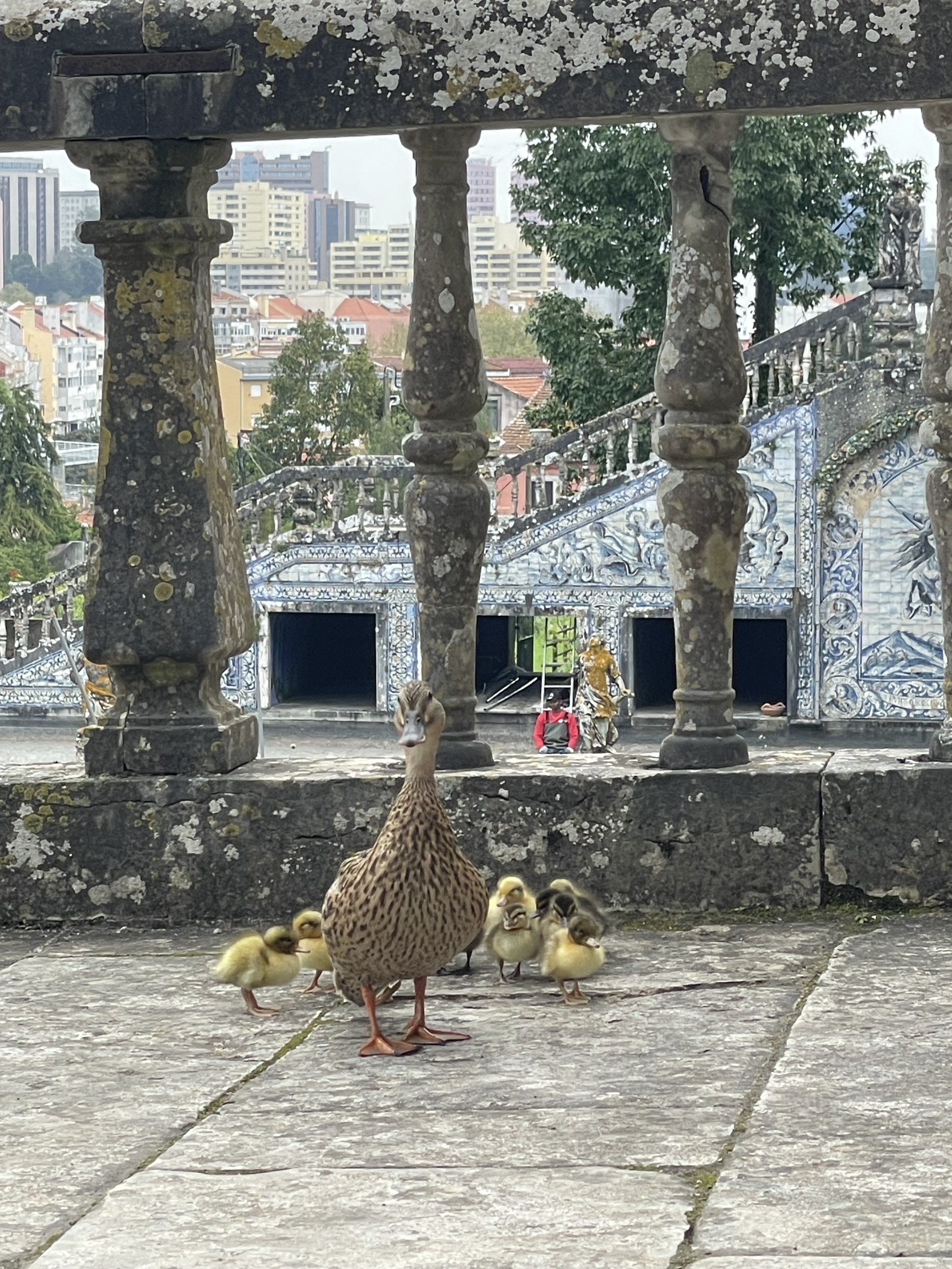 A duck and her ducklings on a stone staircase with ornate blue and white tiled structures and city buildings in the background.