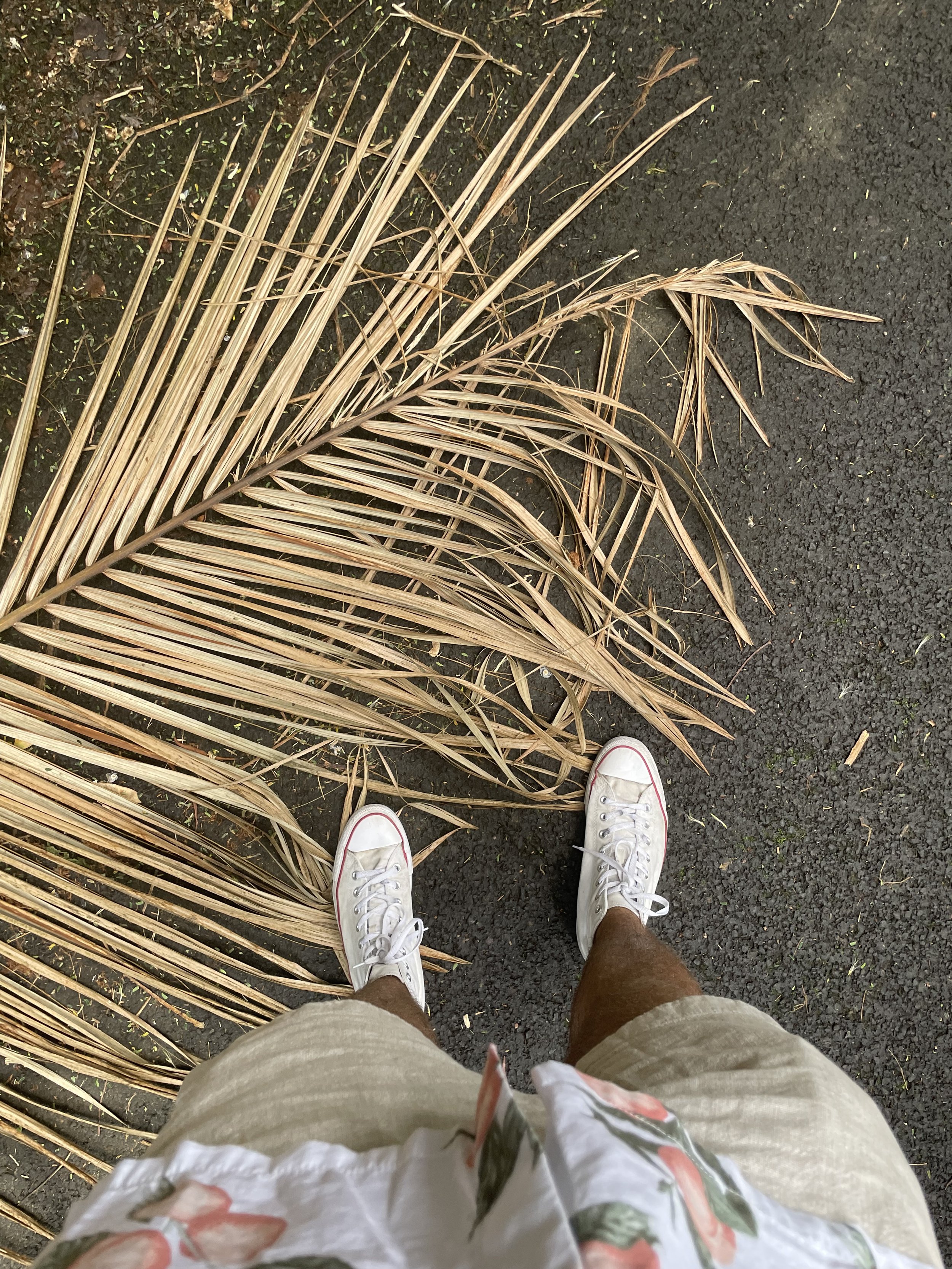 A person's legs in khaki shorts and white sneakers standing on dark asphalt next to dried palm fronds.
