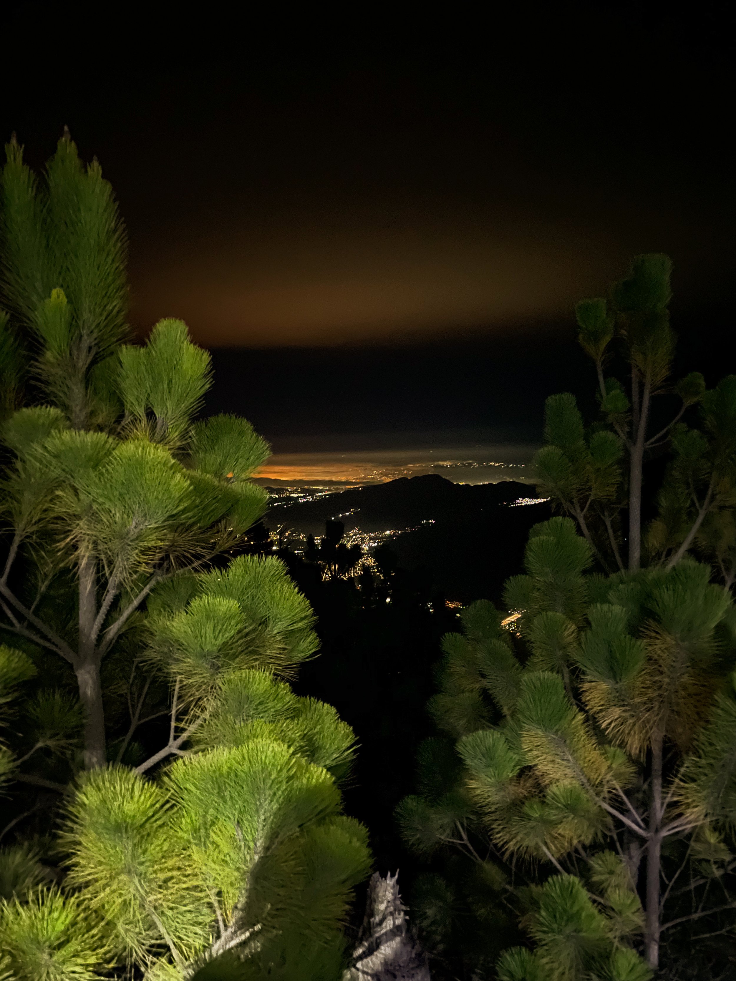 Nighttime view of city lights over hills, framed by green pine trees in the foreground.