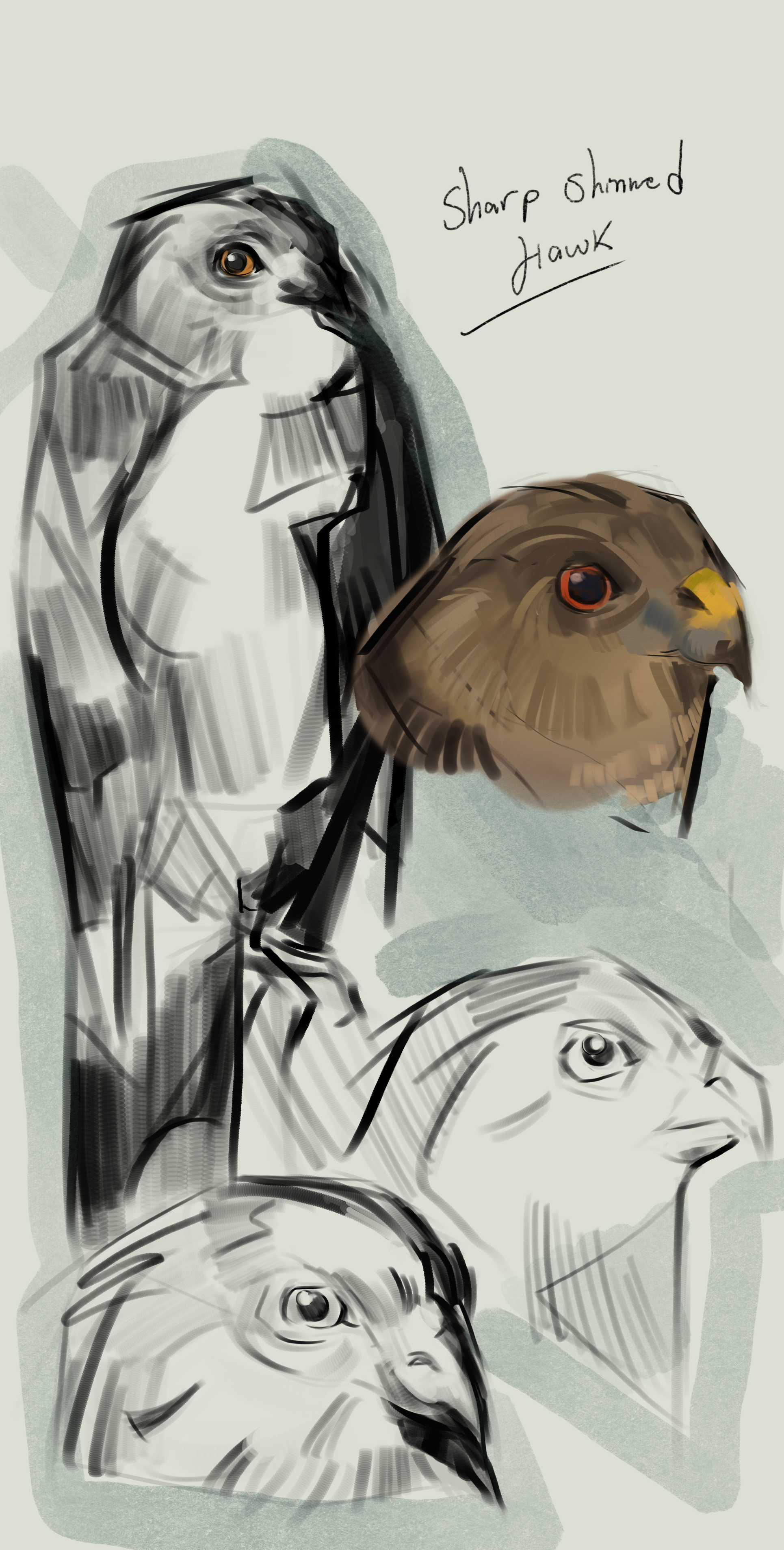 Illustrative study of the, 'sharp shinned hawk' ' 2024